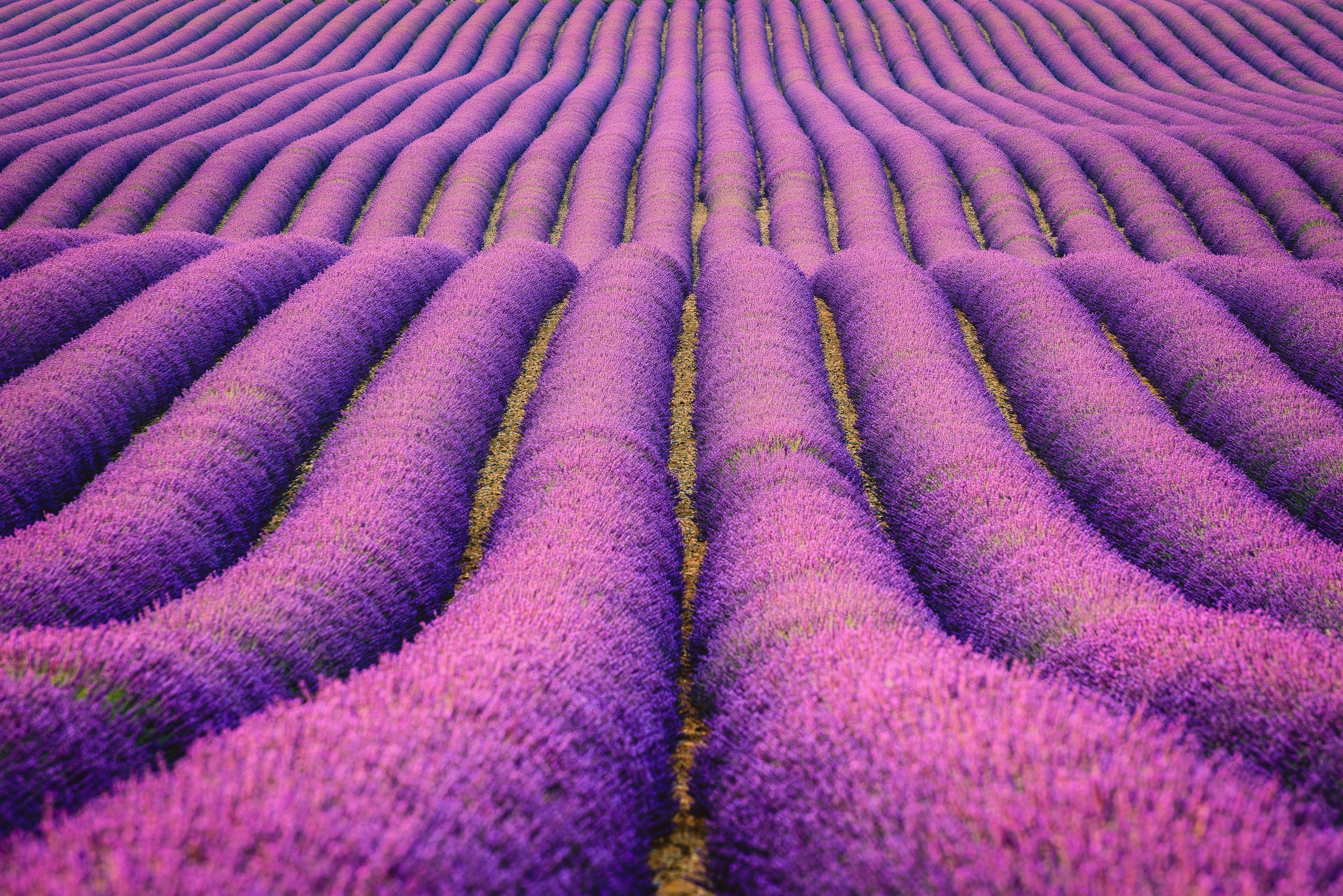 Lavender fields, HD, 2K, Farm, Purple, HD Wallpaper