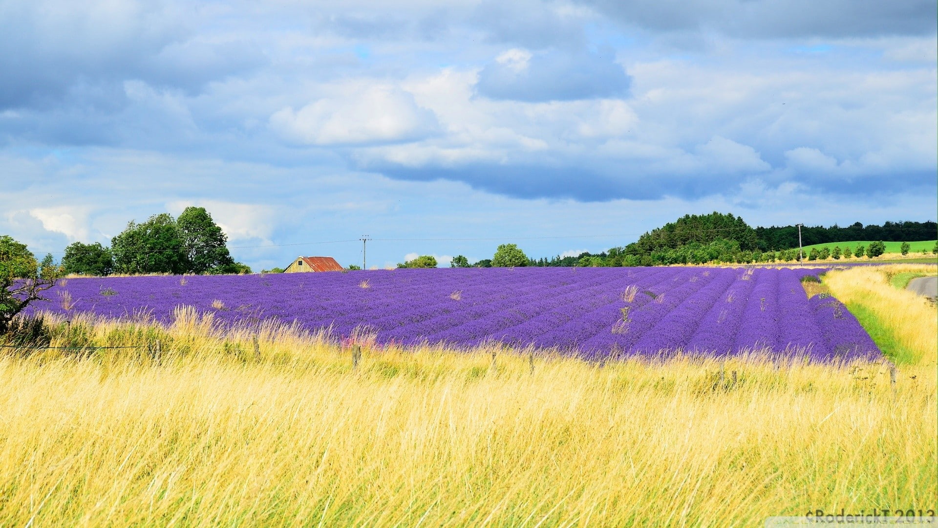 flowerbed, purple, sky, land, environment, agriculture, purple flowers, nature, rural scene, tranquil scene, flower, no people, field, clouds, UK, landscape, HD Wallpaper