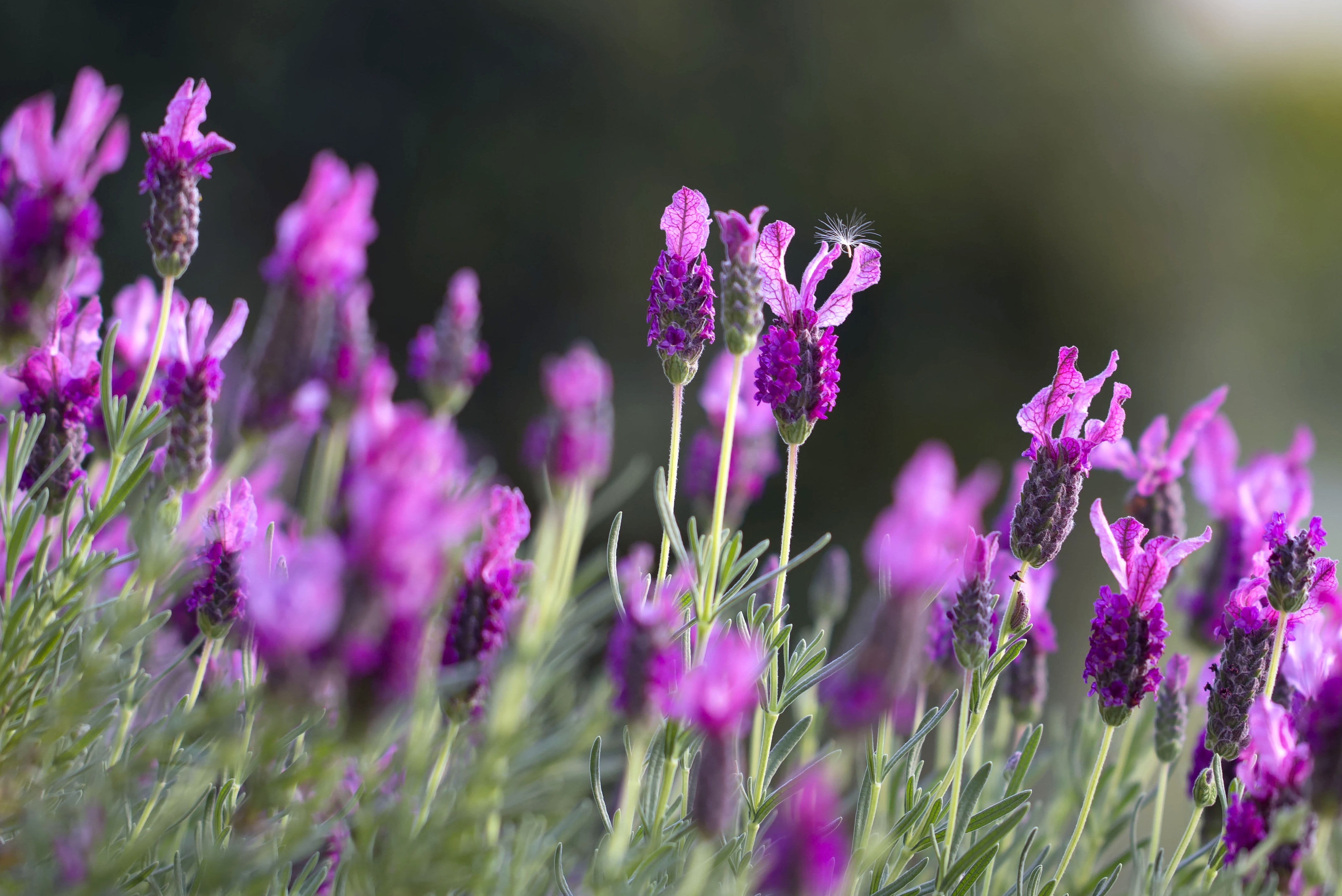blooming, beauty in nature, garden, state, growth, relaxation, gardening, herb, medicine, green, fragility, summer, provence, lavendar, lilac, macro, fragrance, HD Wallpaper