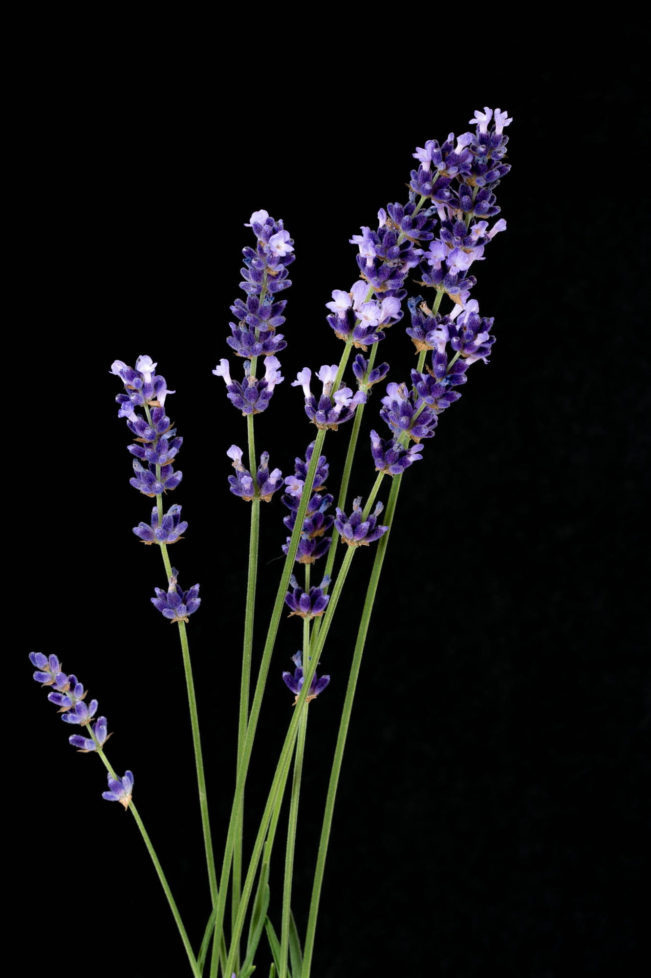 photo, scented, flowers, petal, fragility, flowering plant, Nature, copy space, black background, flower head, 1080P, freshness, plant, focus, french, Phone HD Wallpaper