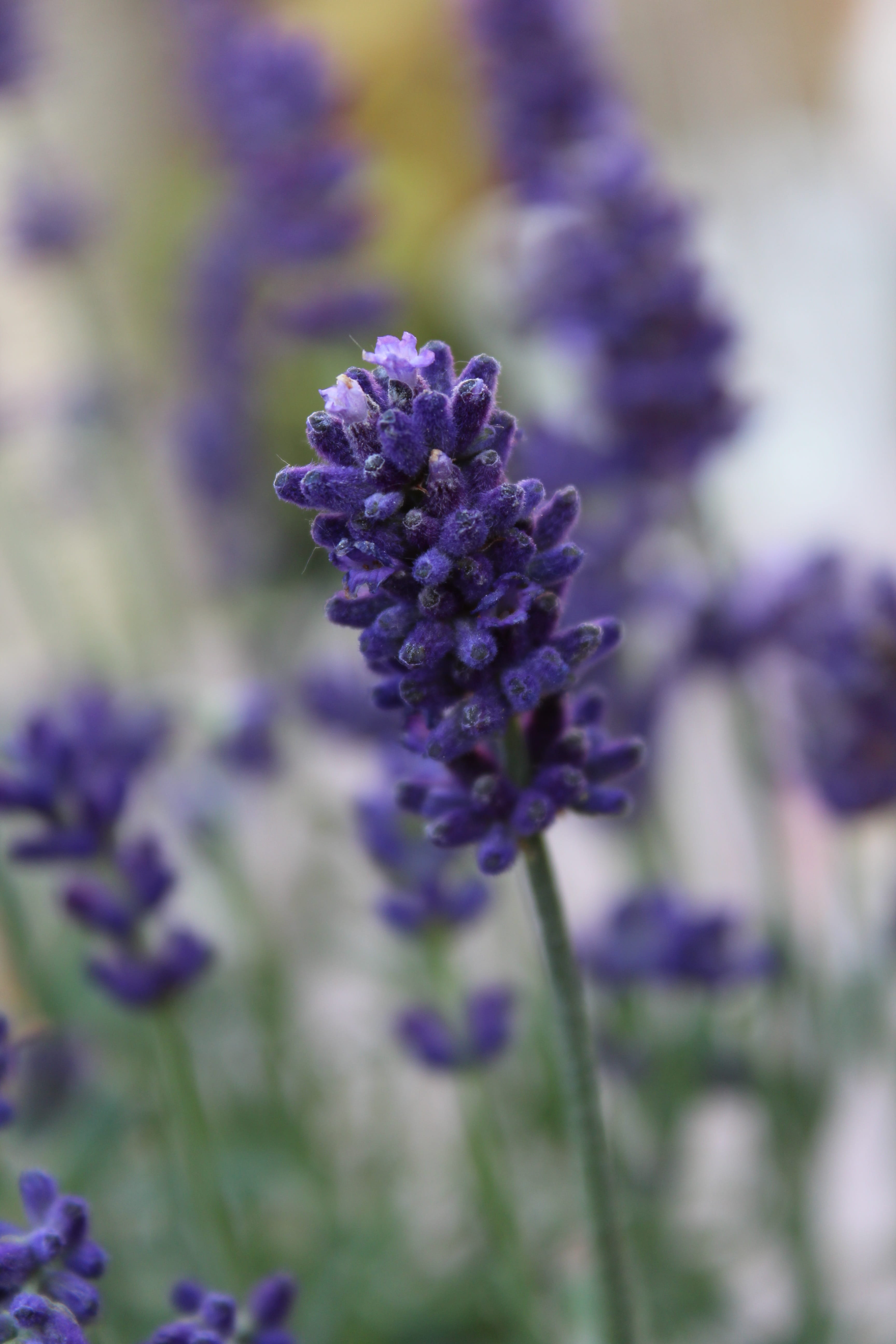 violet, selective focus, herb, flower, day, fragility, petals, natural condition, flowerbed, aroma, plant, growth, flower head, sleep, crop, provence, sleepy, Phone HD Wallpaper