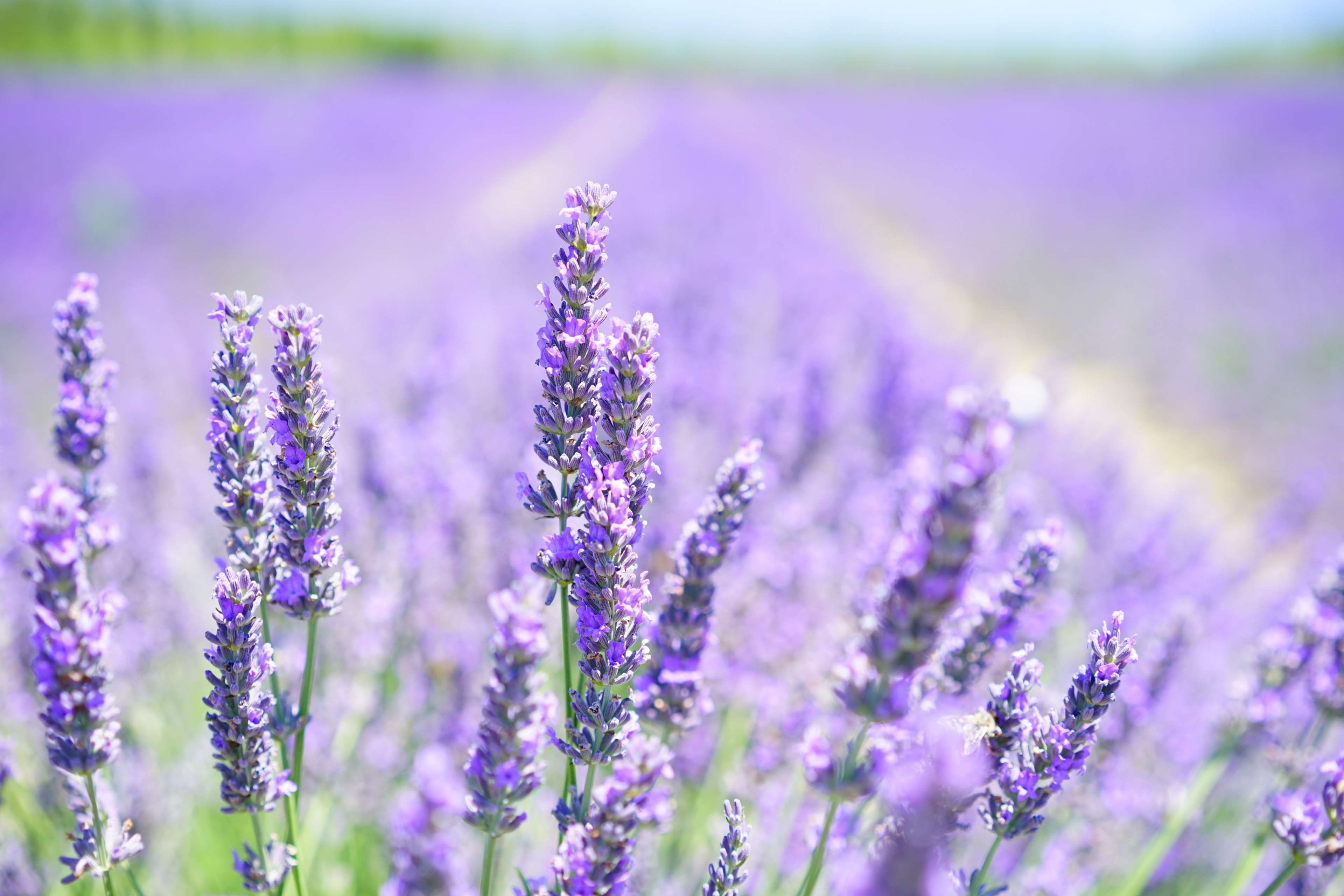 plant, decoration, cottage garden, growth, blossom, flower meadow, herb, garden flowers, land, fragrant, dunkellia, flower head, outdoors, french, beauty in nature, HD Wallpaper