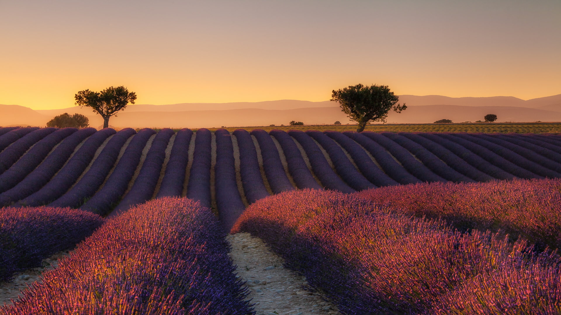 tree, no people, lanzoni, environment, nature, tranquility, agriculture, lavender, 1080P, outdoors, marzio, idyllic, flowering plant, valensole, growth, HD Wallpaper