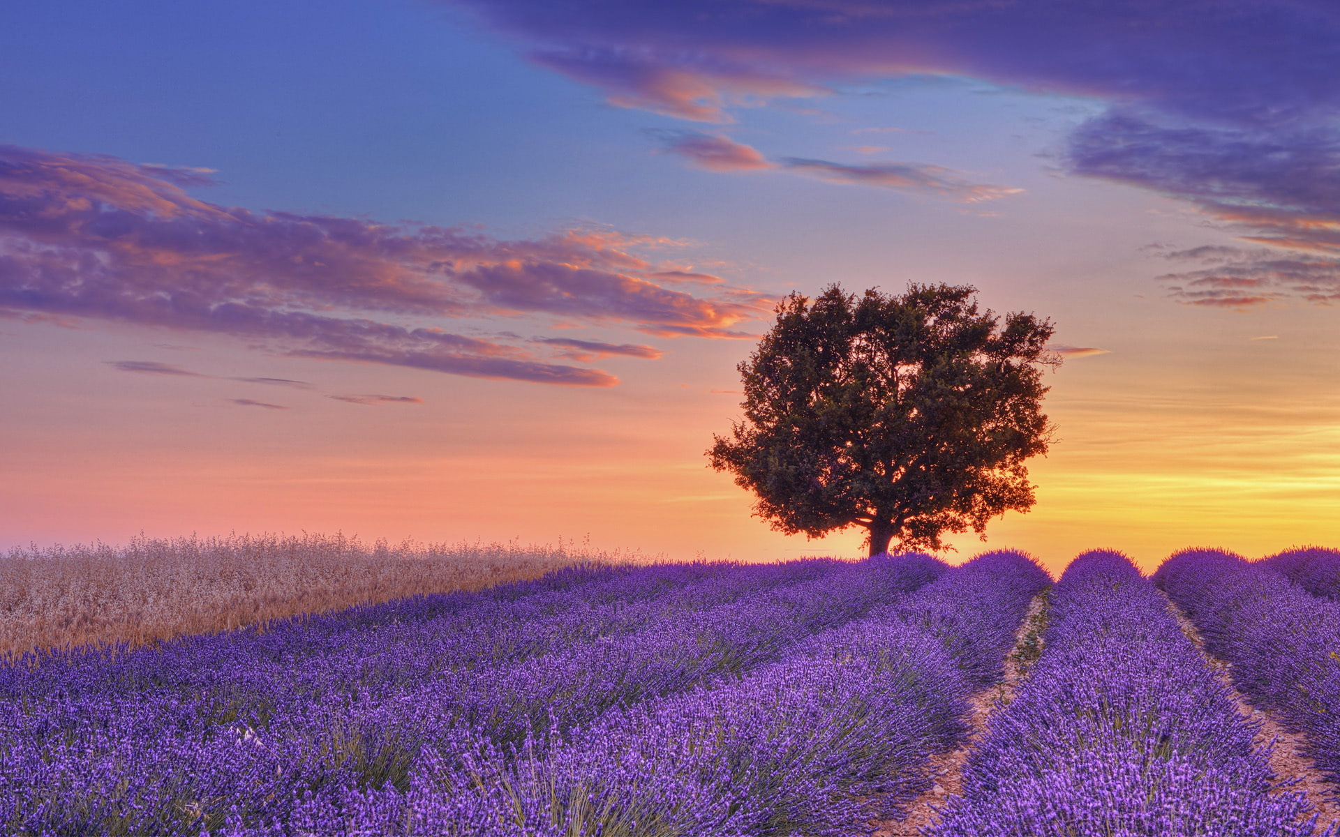1080P, the sky, Valensole, Alpes-de-Haute-Provence, purple, France, field, The Alpes De Haute Provence, lavender, tree, sunset, clouds, HD Wallpaper