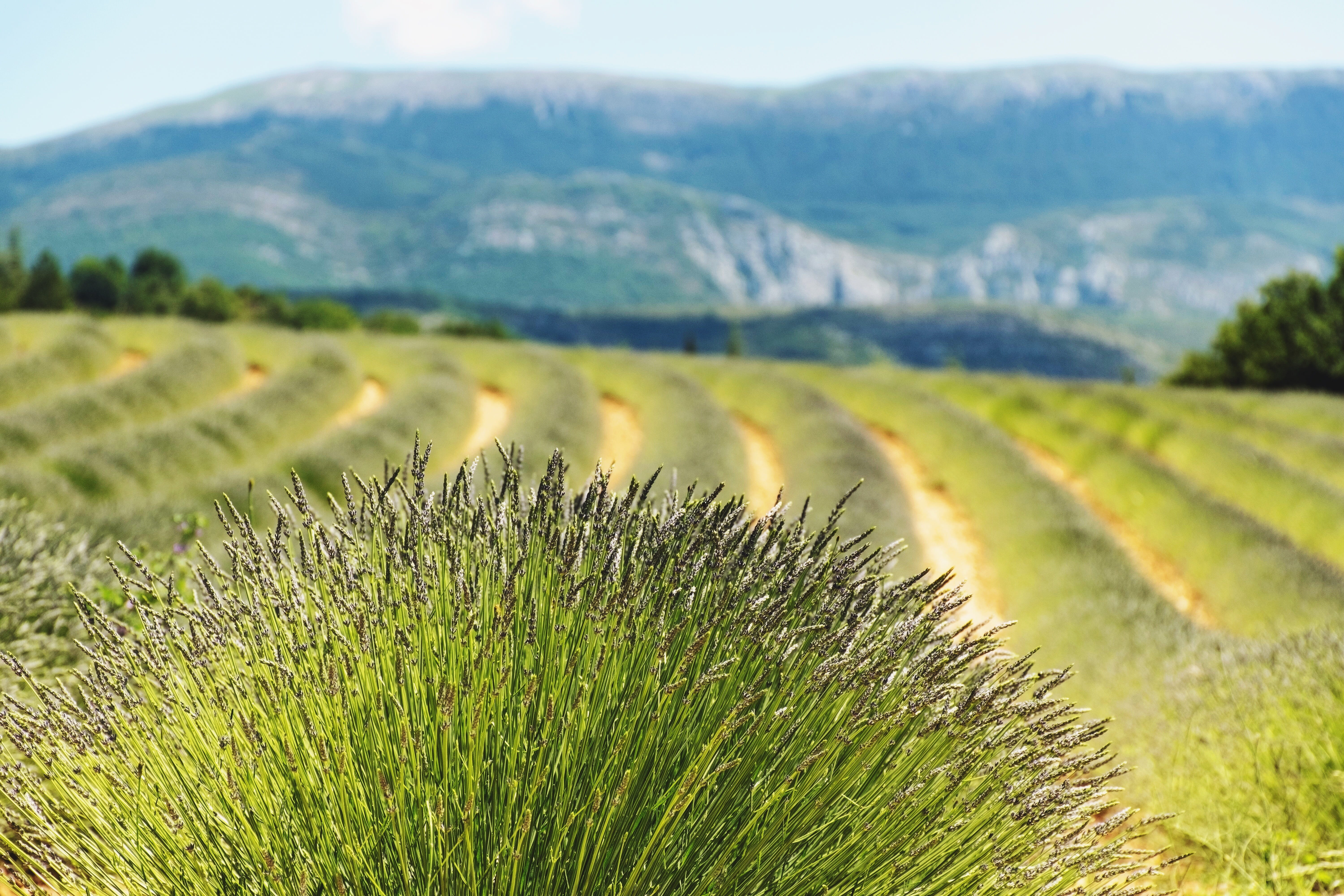 agriculture, nature, 5K, tree, scenics - nature, beauty in nature, explore, landscape, beautiful landscape, plantation, moustiers-sainte-marie, tourism, HD Wallpaper