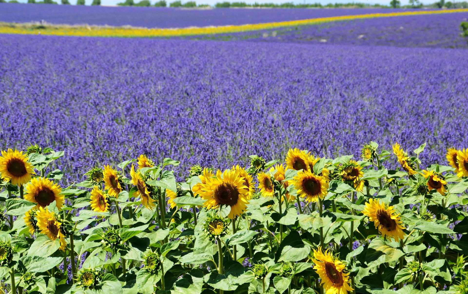 provence, field, france, sunflower, lavender, summer, mediterranean, valensole, south, 1080P, lavender-field, purple, HD Wallpaper