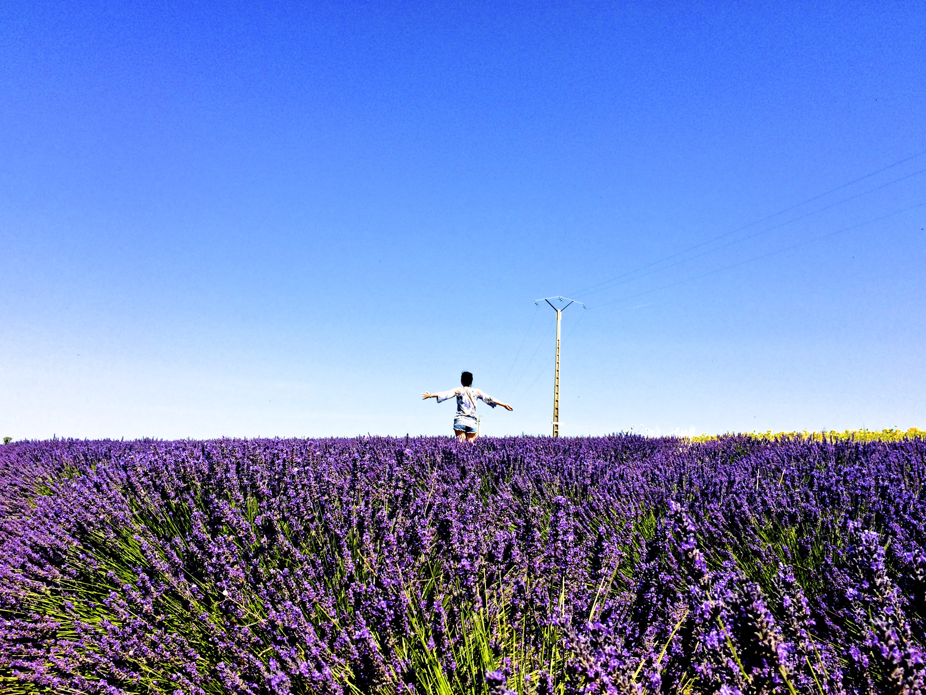environment, girl, lavender, blue, outdoors, flower, tranquility, lavender colored, sky, purple, tranquil scene, valensole, scenics - nature, one person, HD Wallpaper