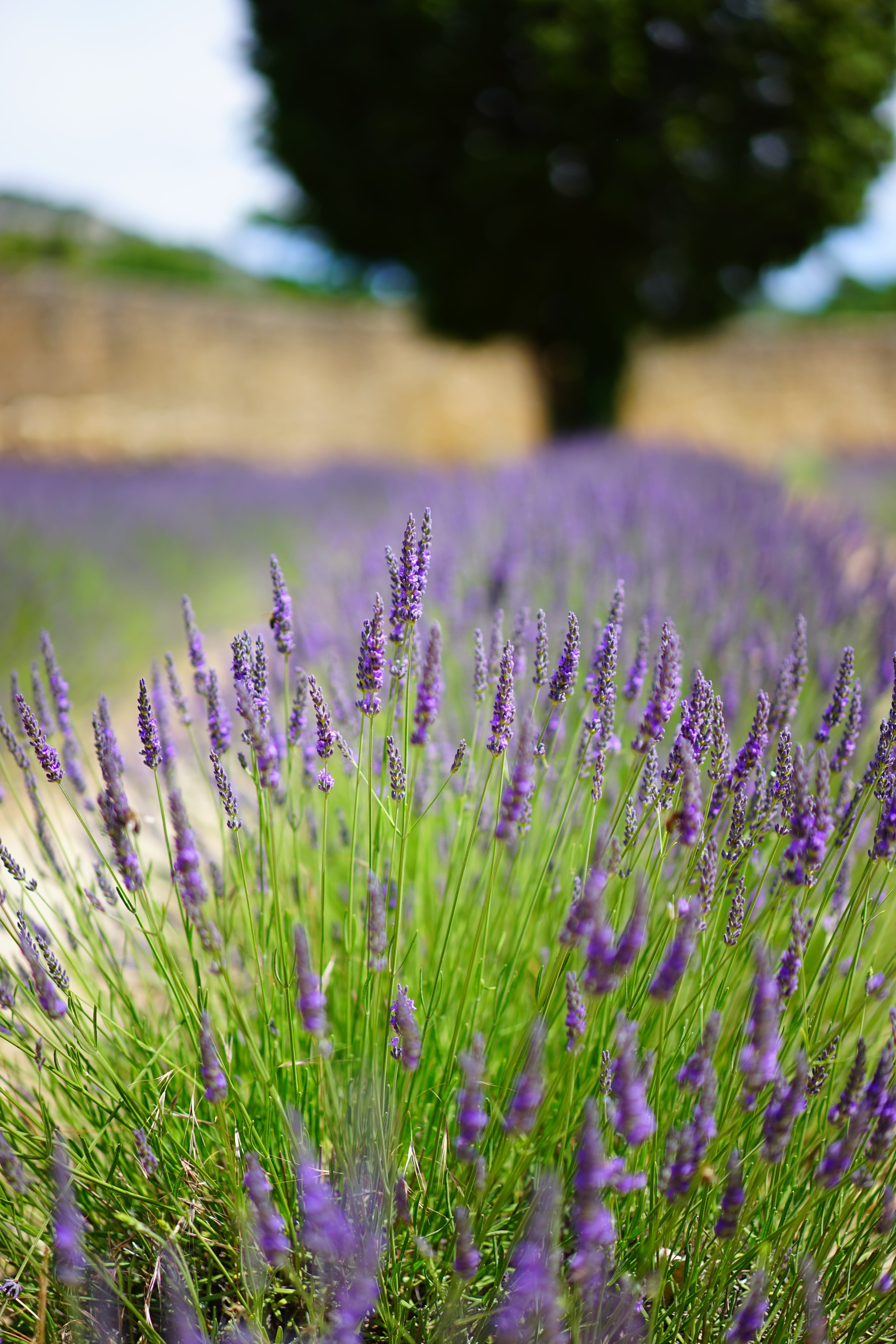 outdoors, plant, aromatic, lamiaceae, fragility, herbs, selective focus, lavender field, flower, lavender, summer, petals, softness, blue, wild plant, lavandula angustifolia, Phone HD Wallpaper
