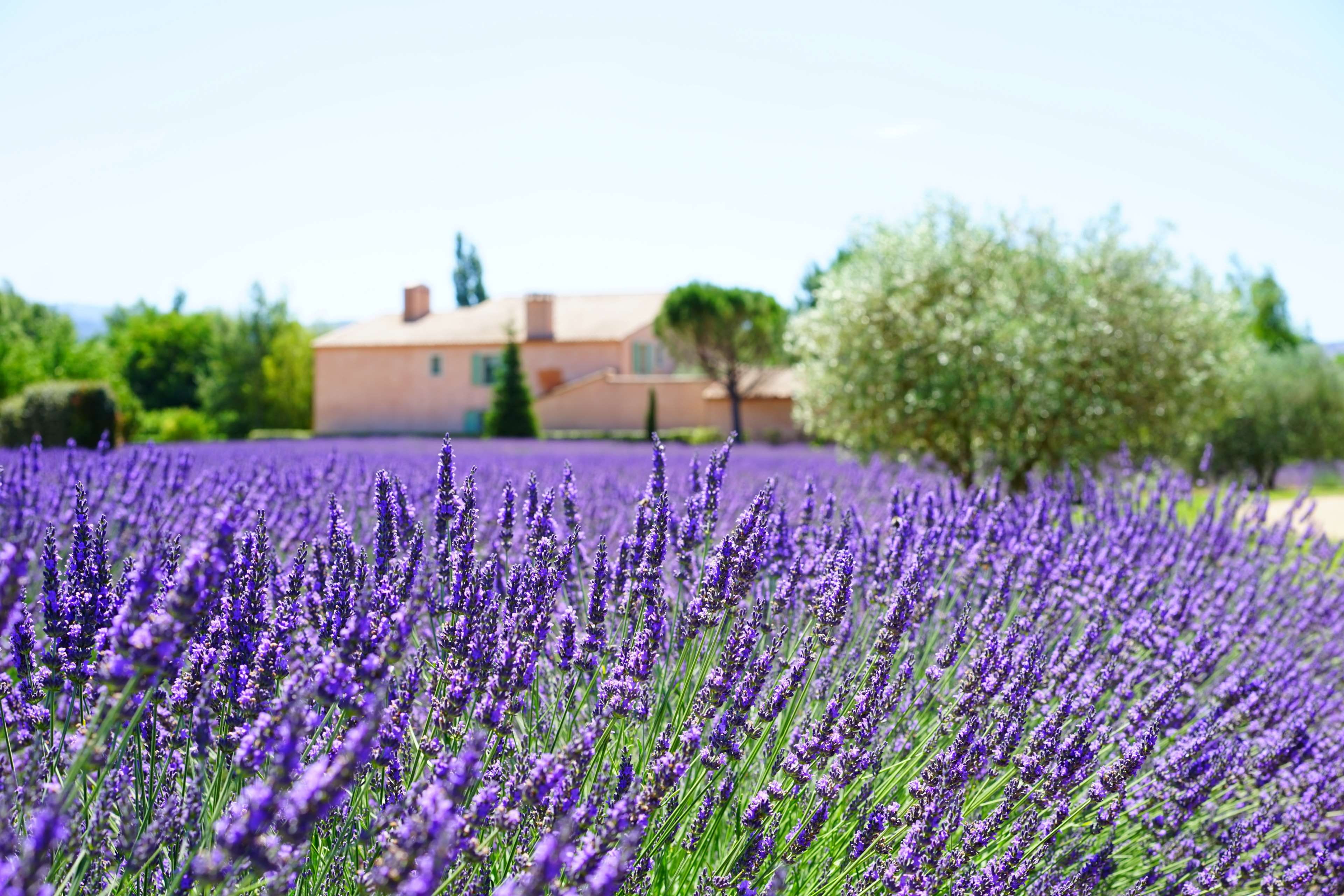 dunkellia, flower, flowering plant, outdoors, botany, freshness, lavender colored, beauty in nature, fragr, tree, aroma, field, agriculture, vulnerability, HD Wallpaper