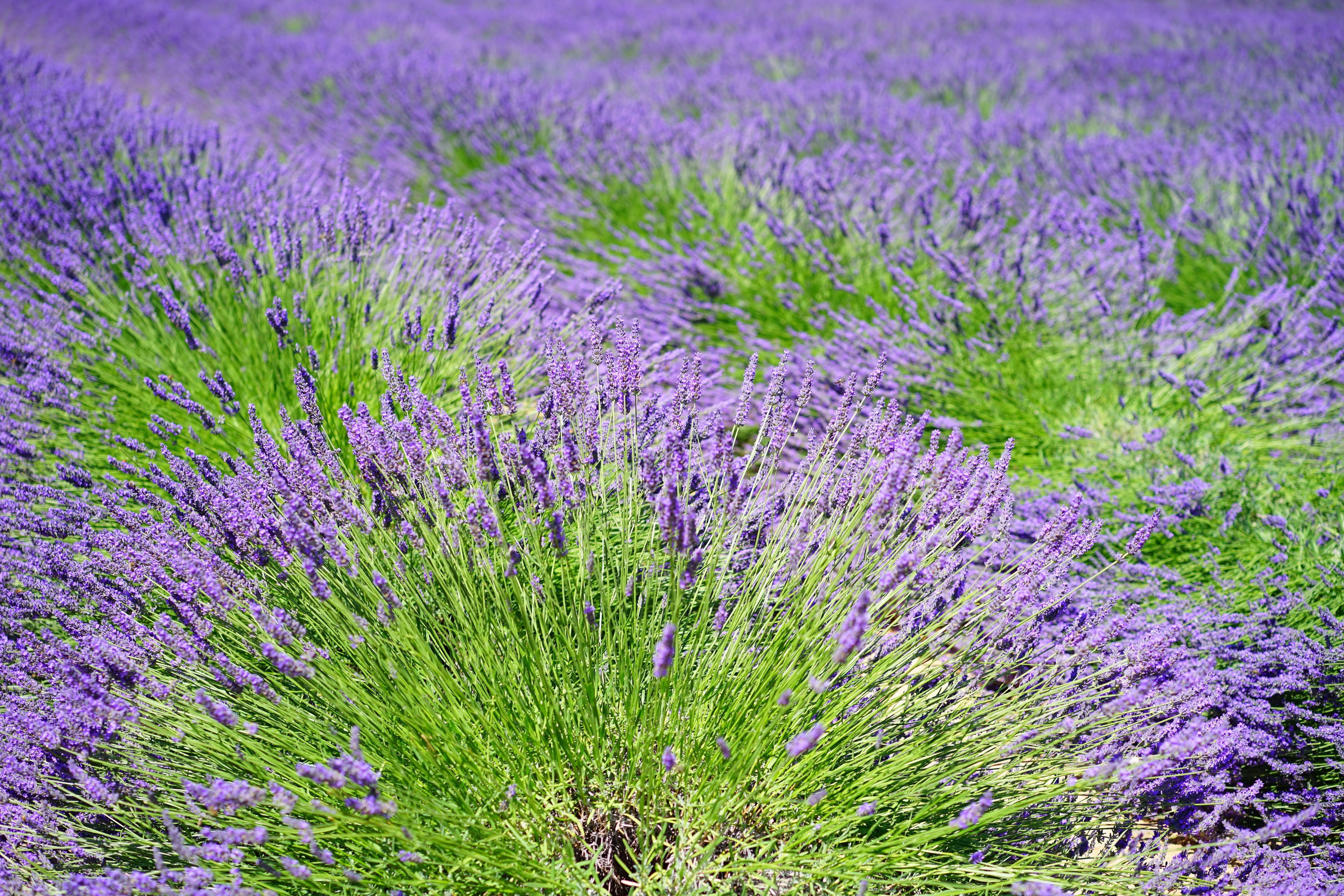 lavender colored, homeopathy, wild plant, lavender flowers, purple, summer, plant, true lavender, scented plant, lavandula officinalis, lavandula vera, HD Wallpaper