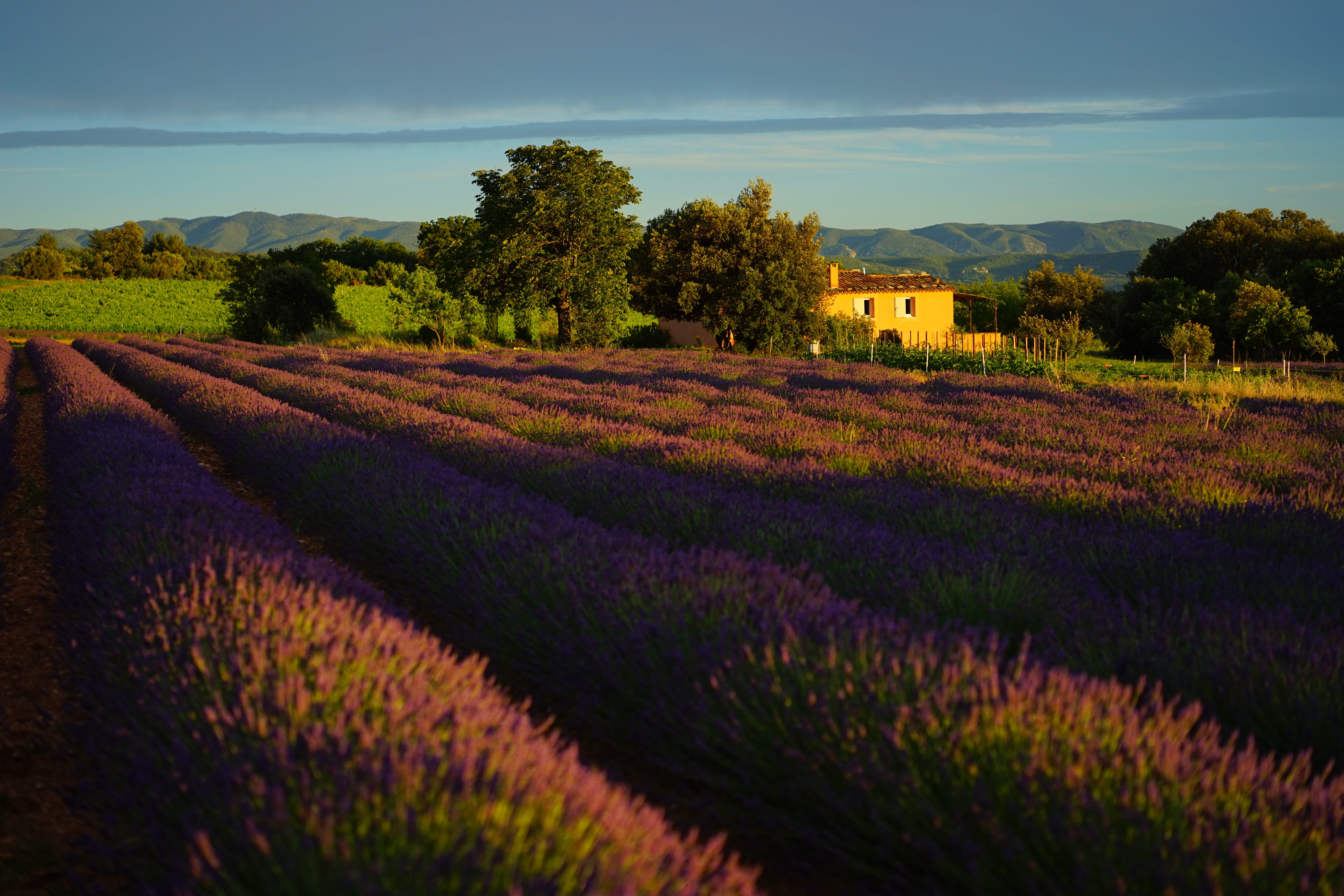 french, herb, wild plant, aromatic, scenics - nature, plantation, flowering plant, nature, scented plant, lavender field, blue, outdoors, garden, agriculture, HD Wallpaper