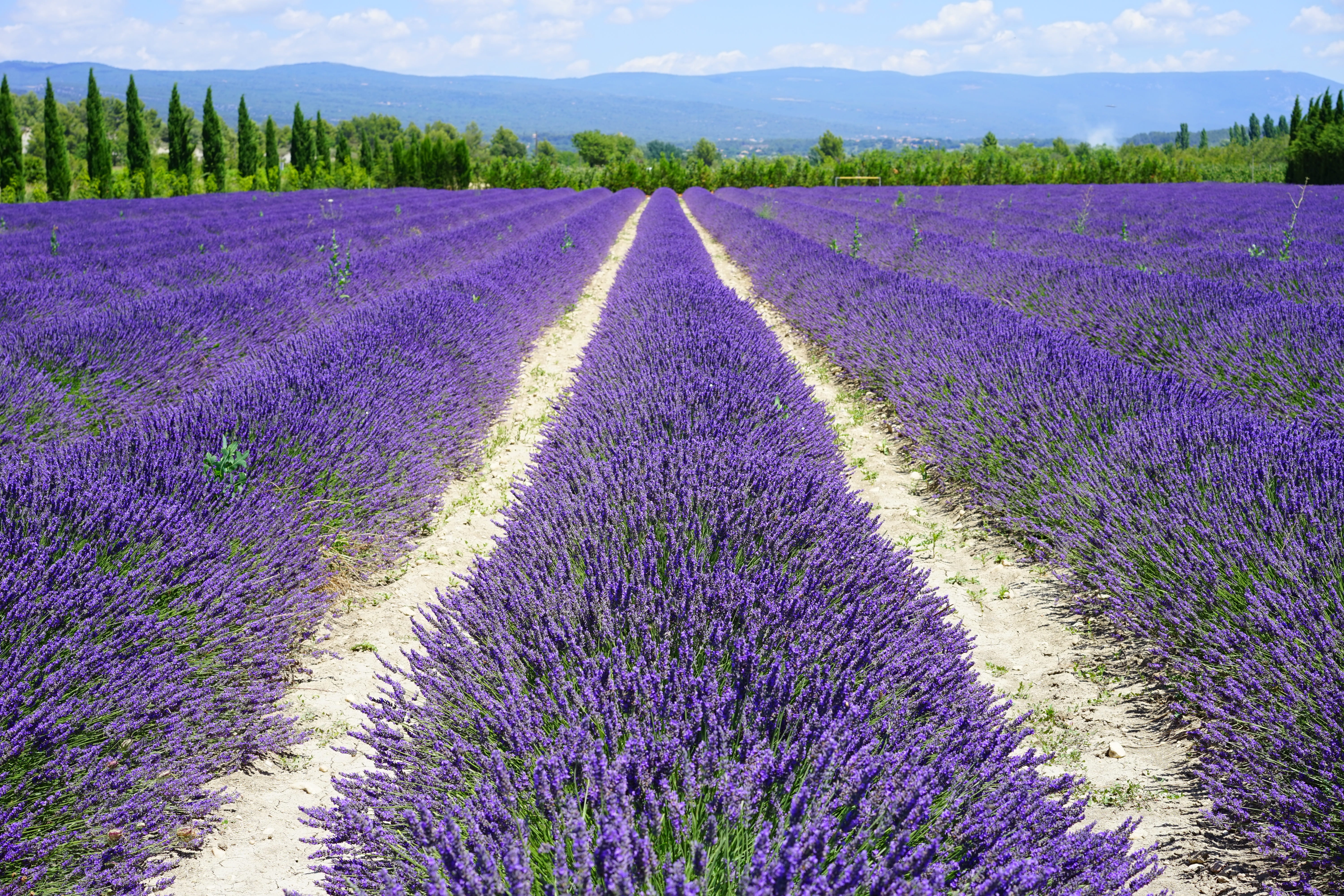 plant, meadow, flowering plant, inflorescence, flower, narrow leaf lavender, field, green, plantation, lavandula angustifolia, purple, lilac blue, french, HD Wallpaper