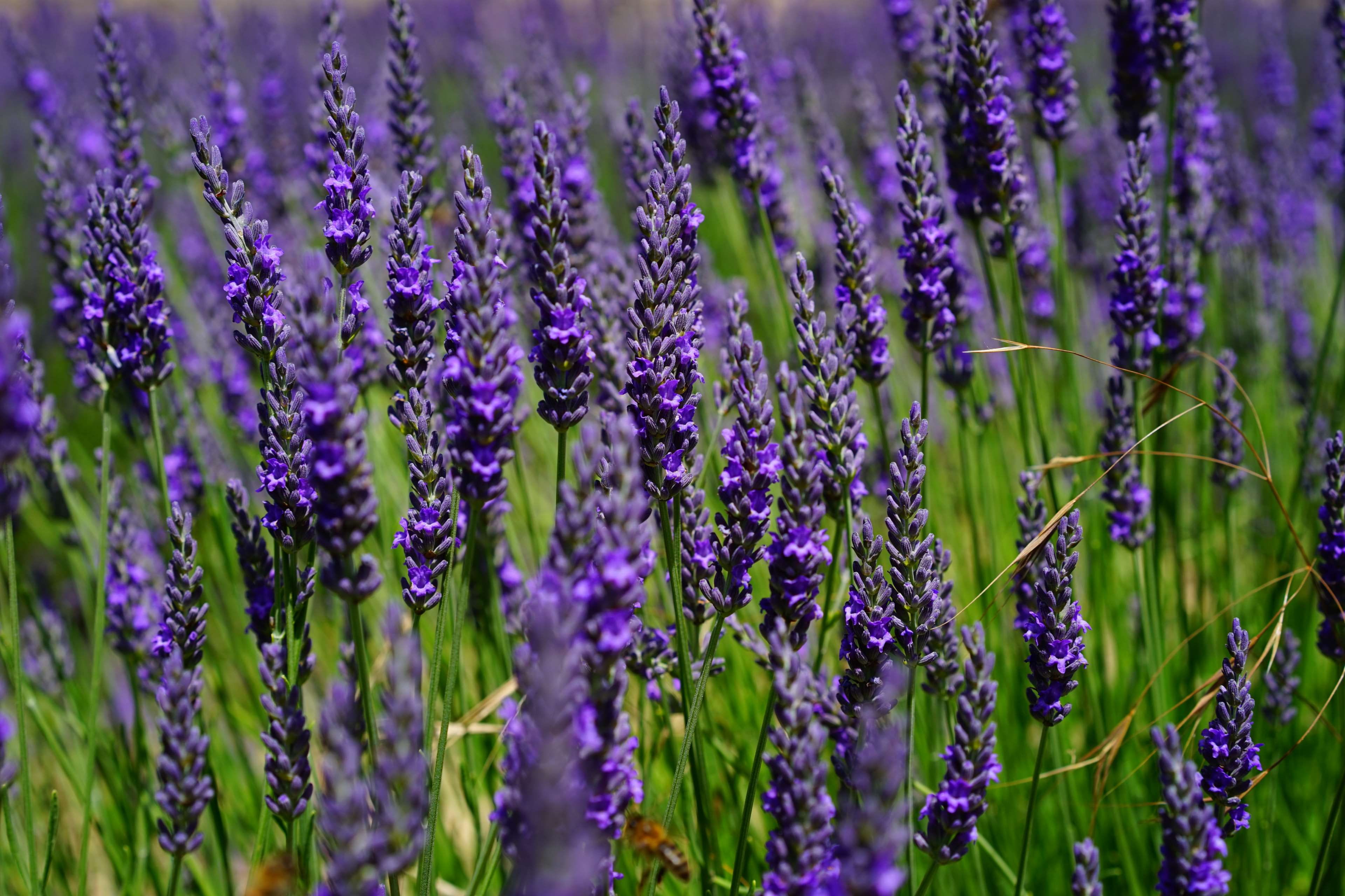 nature, flowering plant, freshness, cottage garden, petal, no people, botany, lavender, french, decorative, bed, flowers, 4K, flower meadow, vulnerability, HD Wallpaper