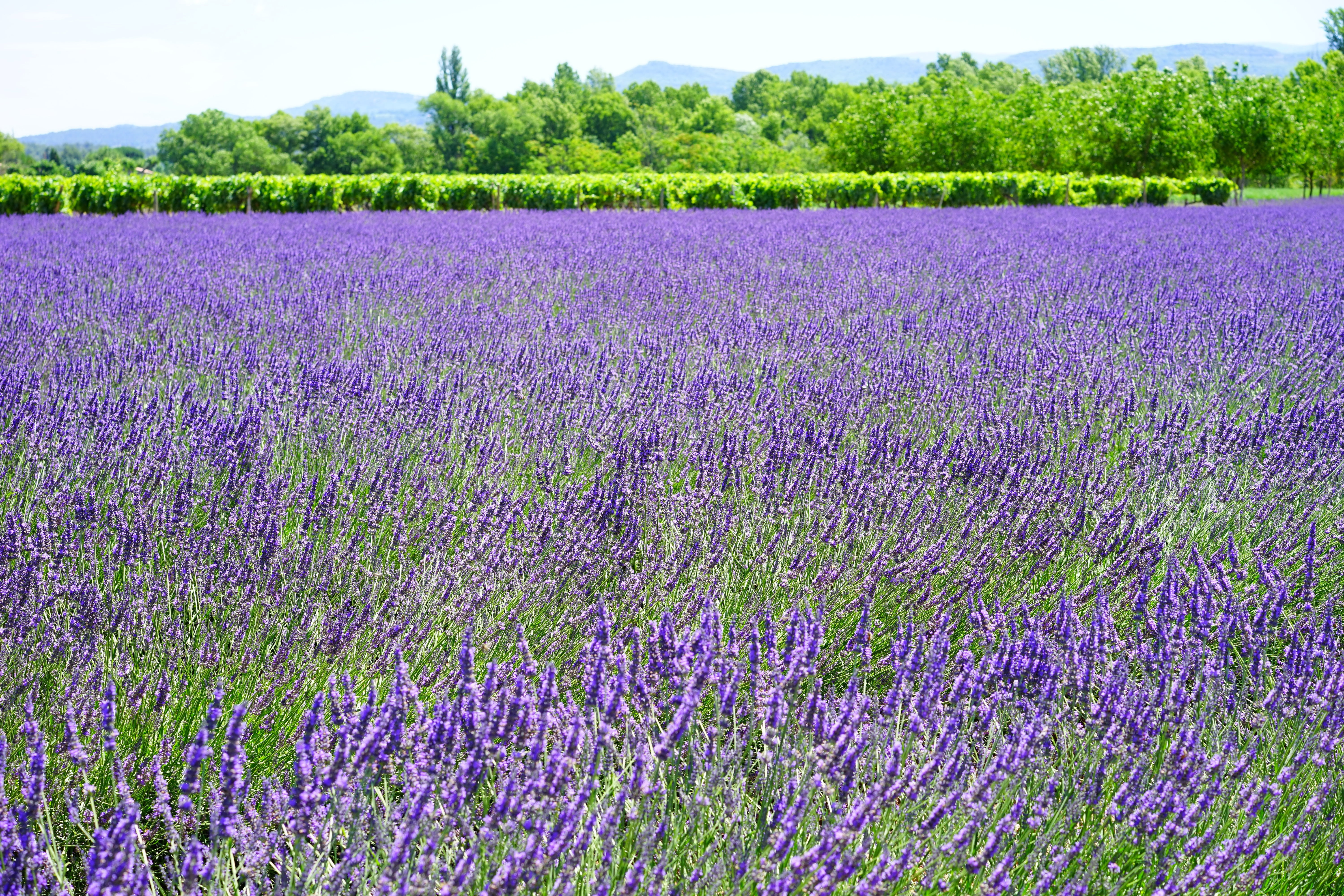 medicinal plant, flower head, vulnerability, beauty in nature, scented, flora, field, cottage garden, homeopathy, growth, lavandula vera, french, freshness, HD Wallpaper
