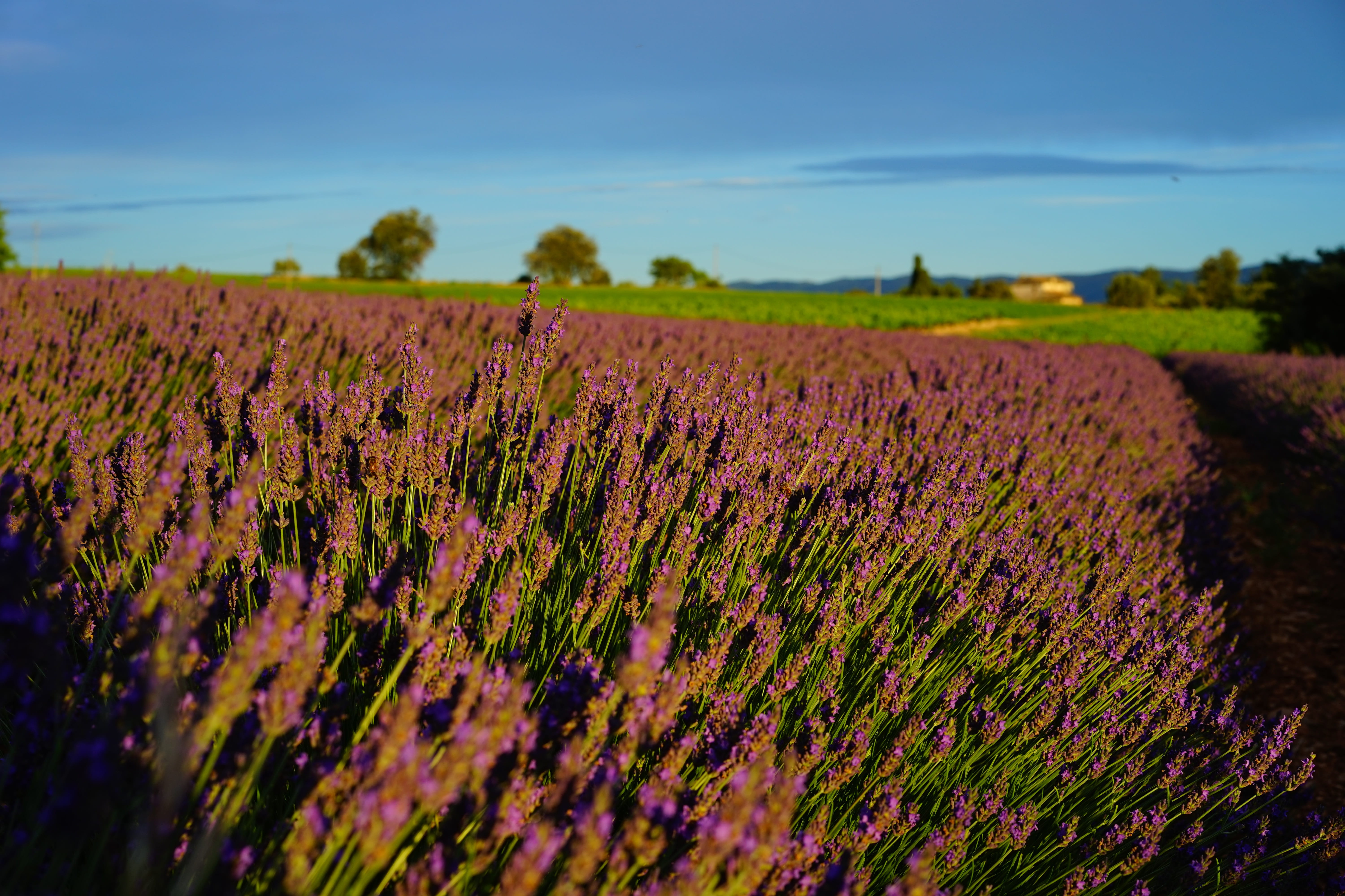french, flora, lavender flowers, field, plant, growth, decorative, medicinal plant, springtime, homeopathy, fragrant, garden flowers, lavandula vera, purple, HD Wallpaper