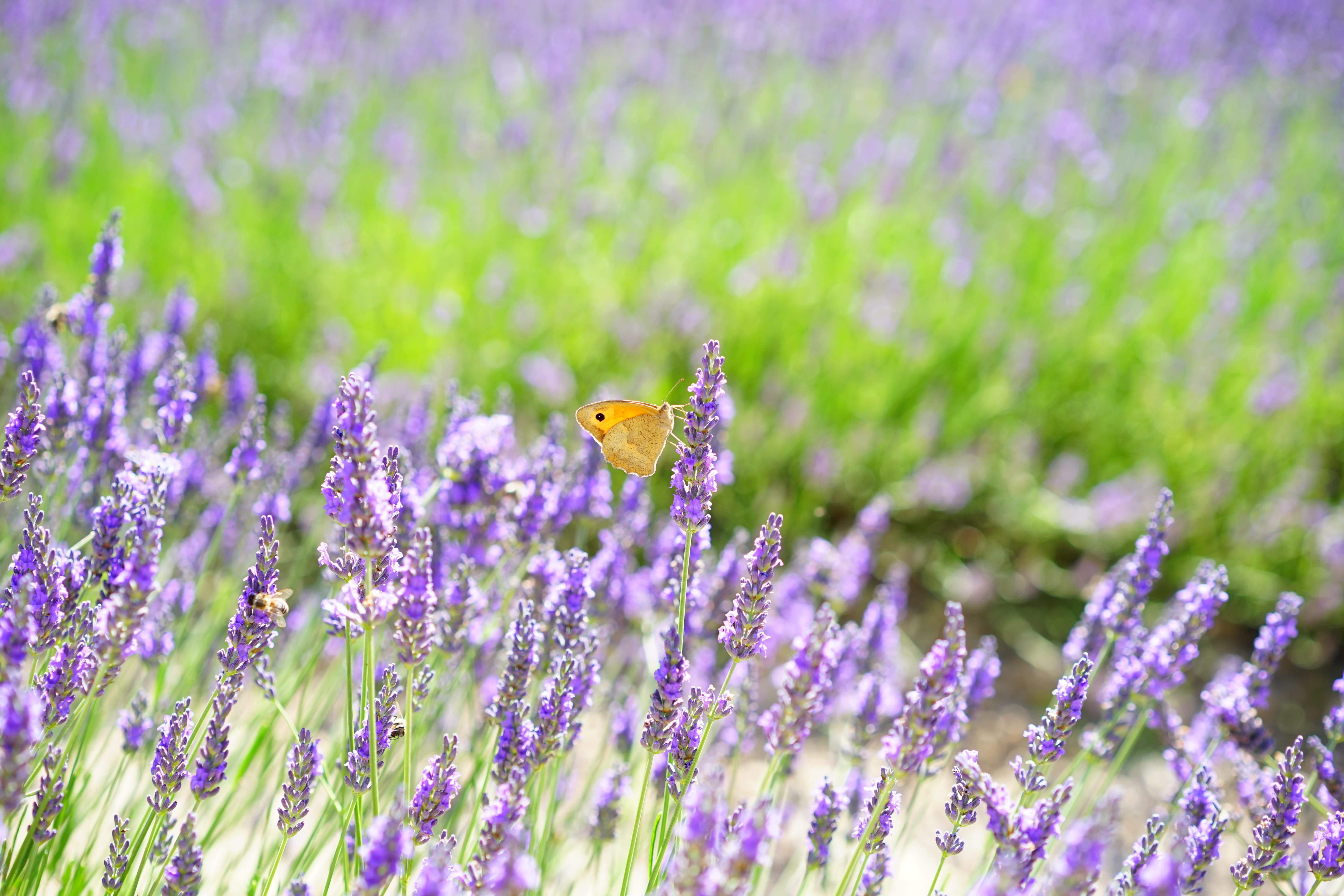 beauty in nature, springtime, close-up, summer flowers, crop, 5K, skipper, animal wing, lavender cultivation, aroma, summer, aromatic, insect, field, perched, HD Wallpaper