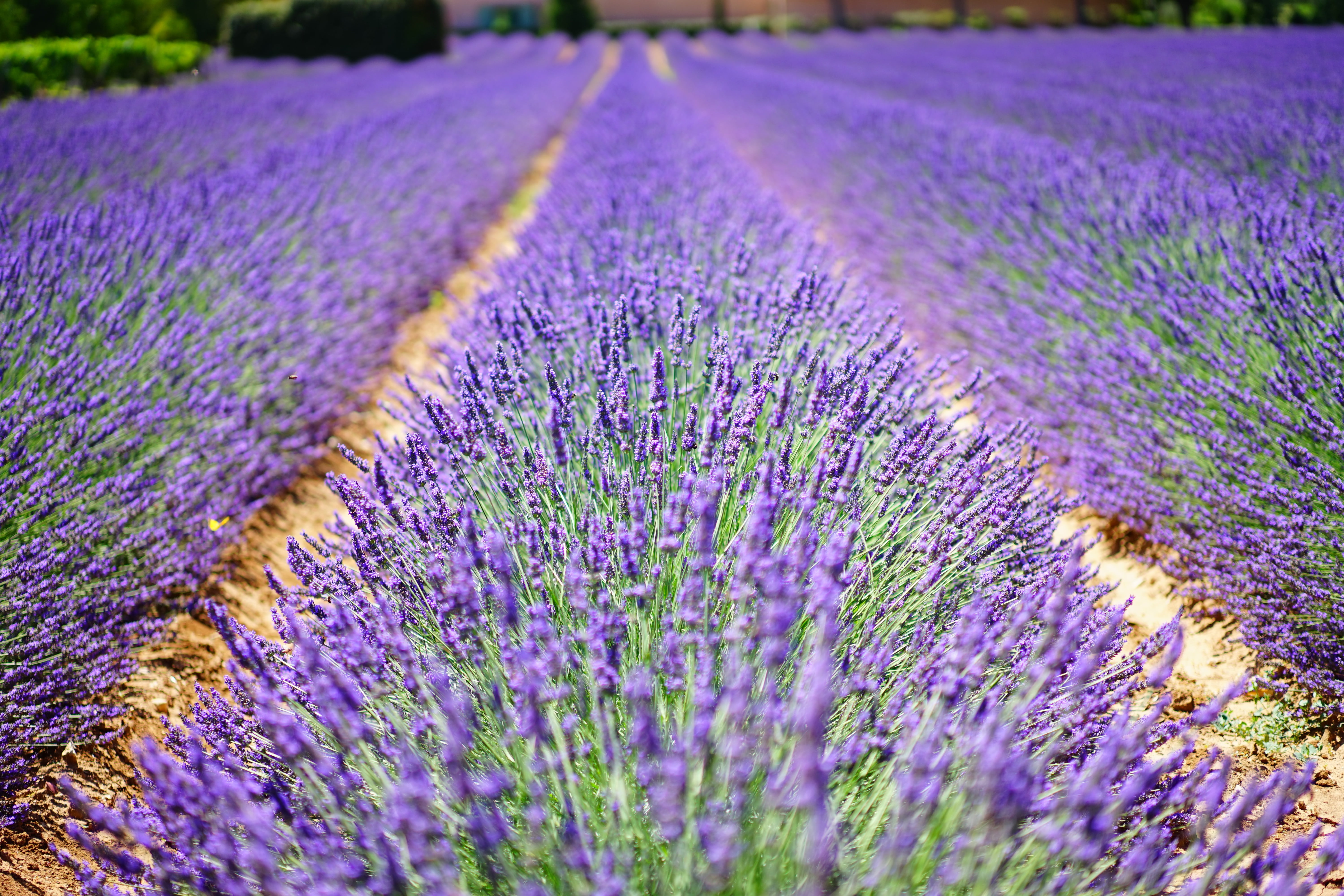 medicinal plant, day, agriculture, lavendula, summer, fragrance, meadow, lavandula officinalis, botany, aromatic, nature, lavender meadow, herb, bed, flowerbed, HD Wallpaper