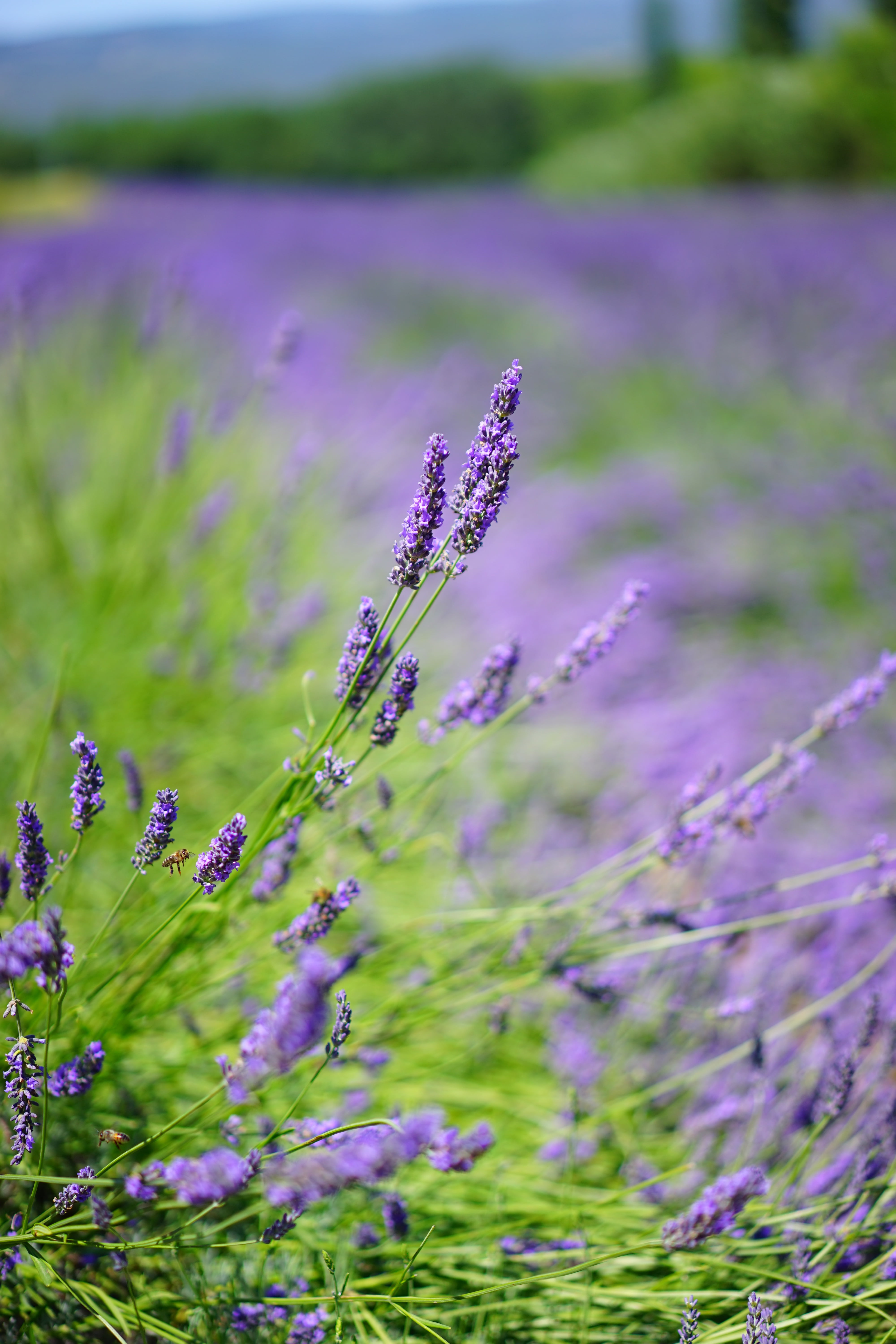 vulnerability, lavender flowers, summer, wild plant, narrow leaf lavender, cultivation, french, lavender field, lavender, freshness, decorative, lavandula officinalis, Phone HD Wallpaper