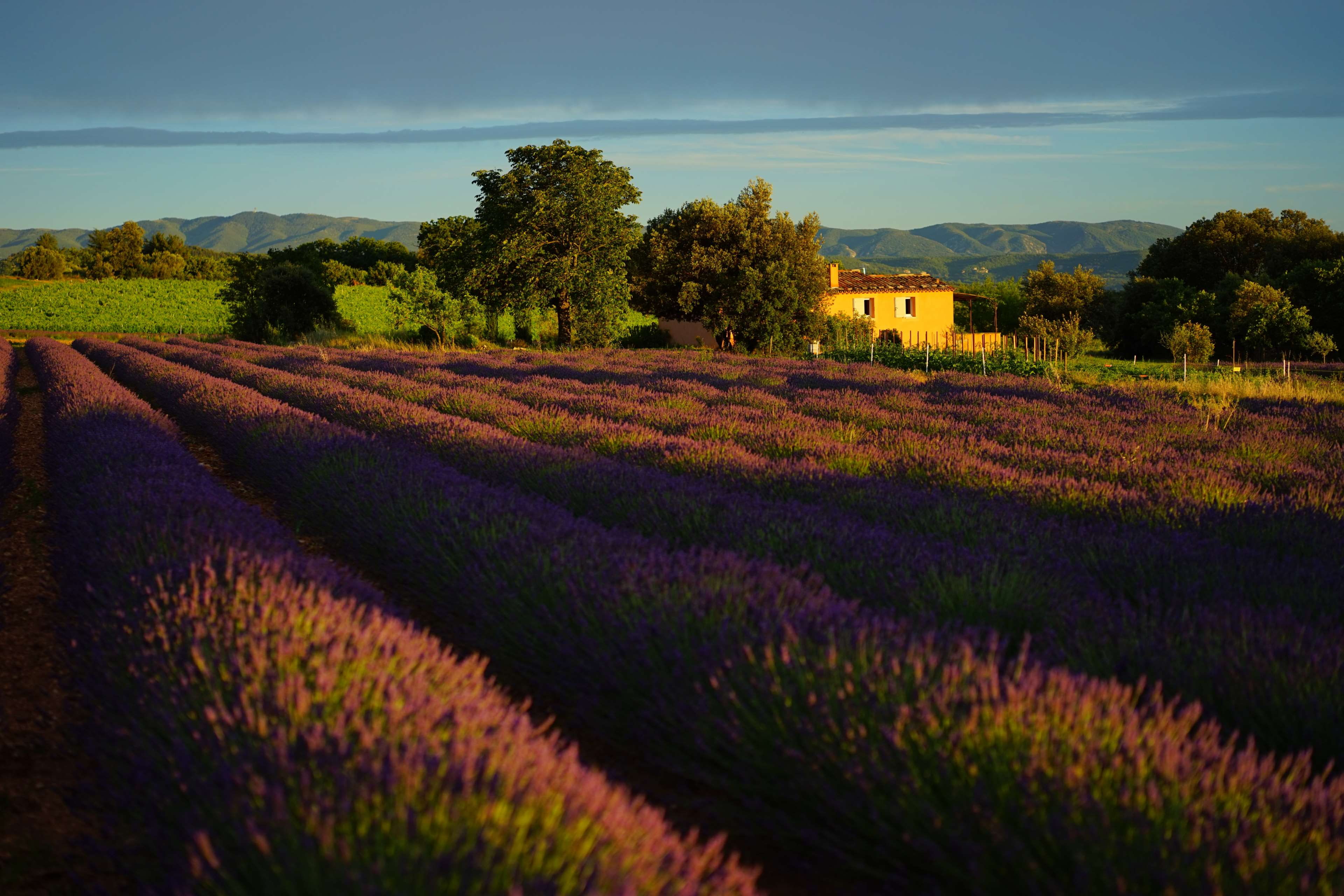 bed, beauty in nature, aromatic, lavender, garden, farm, growth, aroma, field, nature, no people, outdoors, sky, purple, decorative, environment, botany, HD Wallpaper