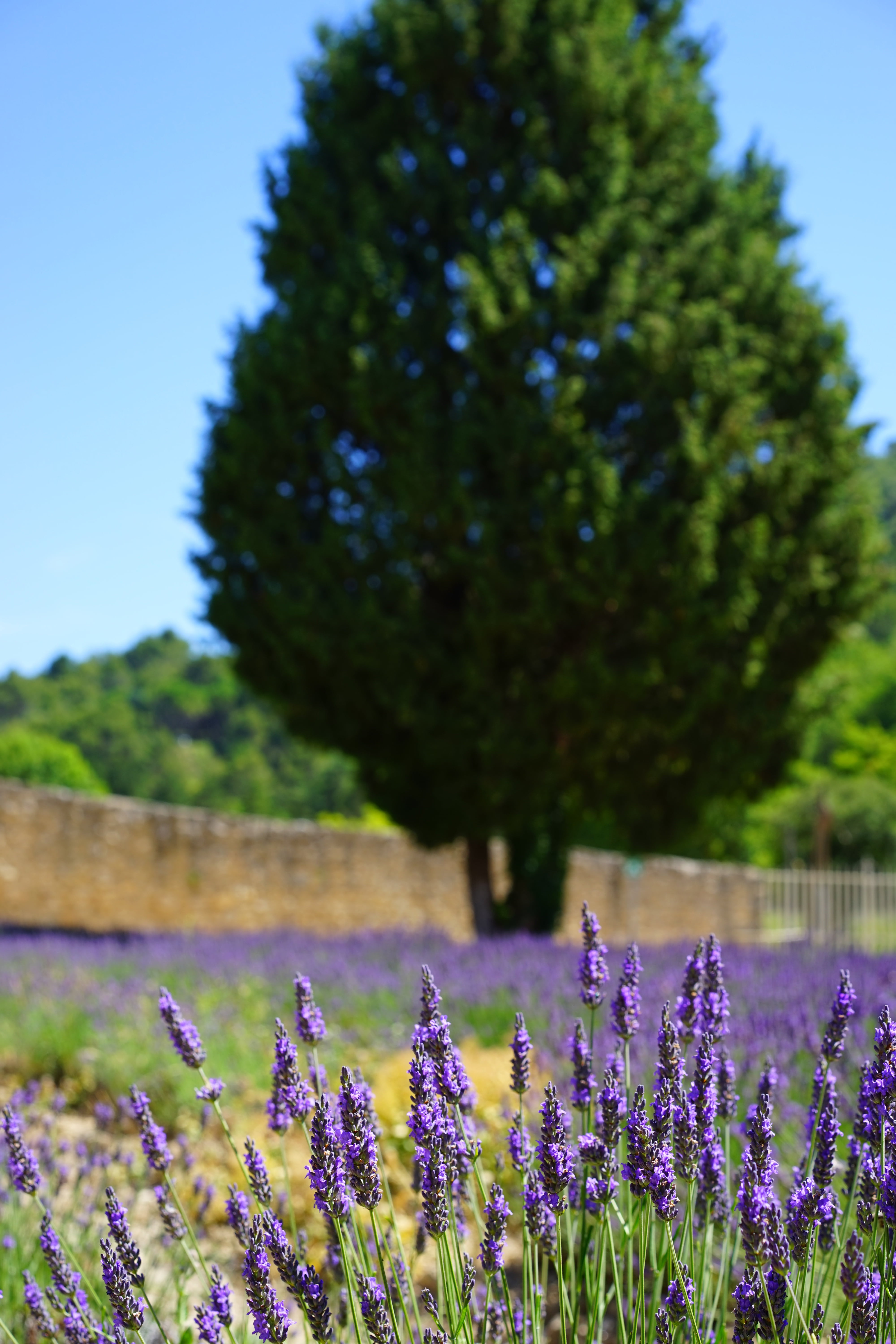 growth, day, lavendula, botany, field, lavandula angustifolia, garden, lavender flowers, wildblue, summer flowers, flower meadow, petals, true lavender, Phone HD Wallpaper
