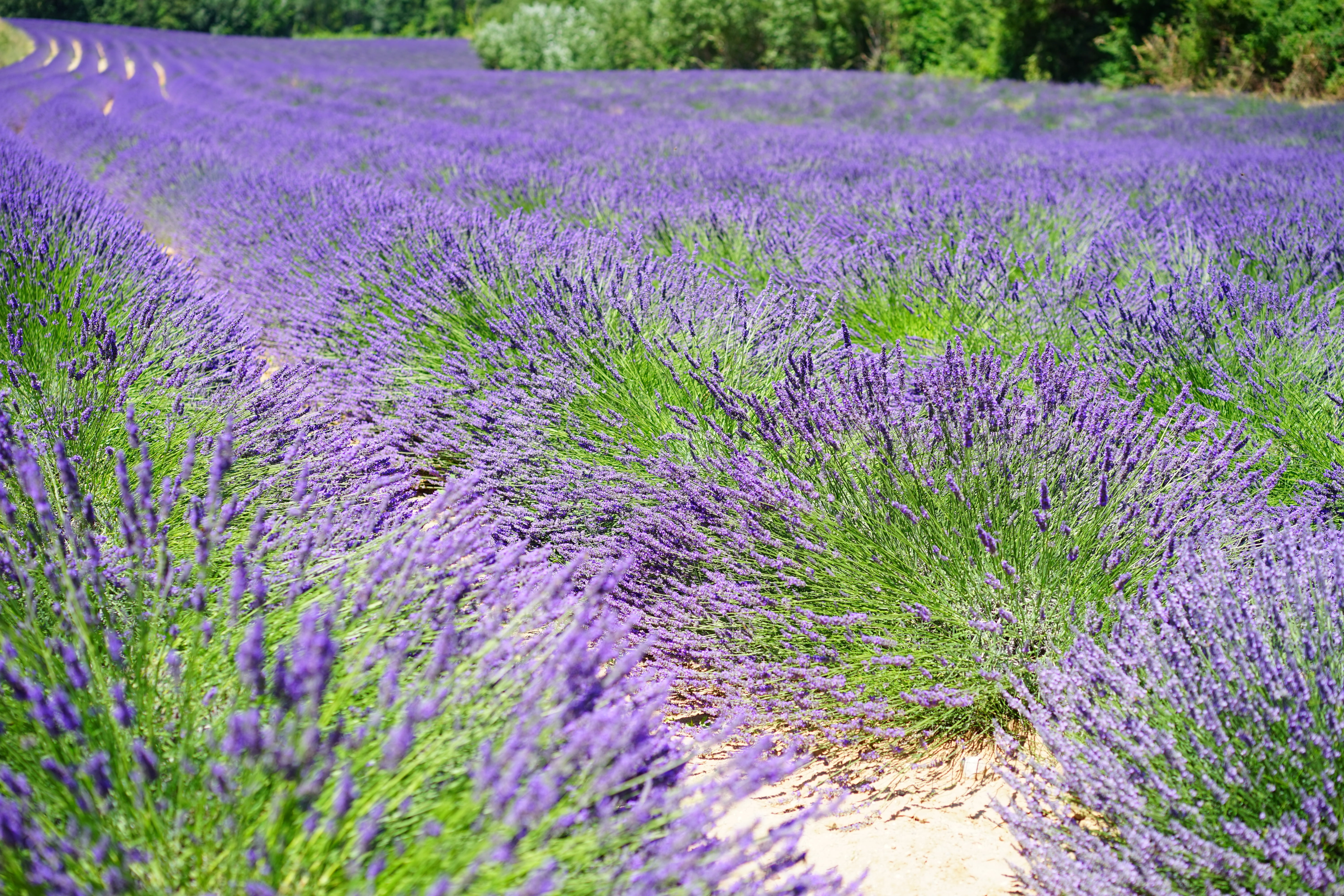 aromatic, green, field, summer flowers, cottage garden, wild plant, flowers, lamiaceae, vulnerability, french, dunkellia, rural scene, provence, crop, tranquility, HD Wallpaper