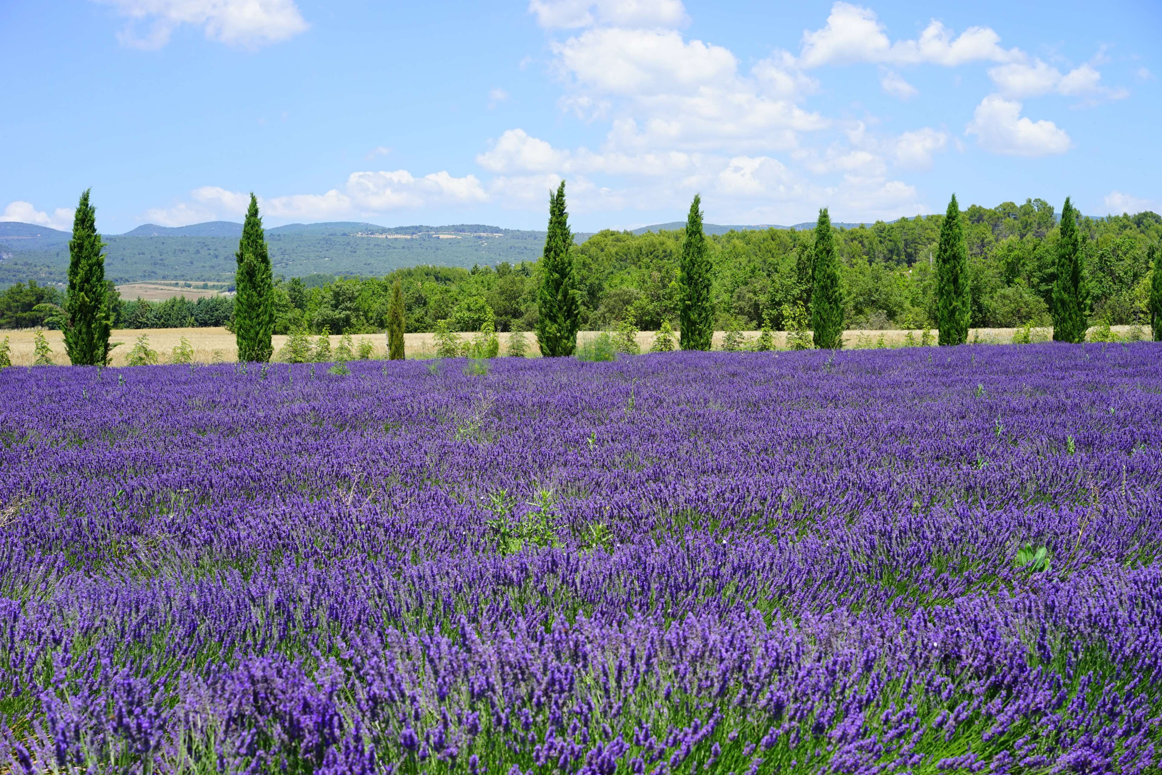 blue, cottage garden, aromatic, lavender, floral, flora, flower, freshness, flower meadow, flowering, fragrant, sky, growth, nature, dunkellia, flower head, HD Wallpaper