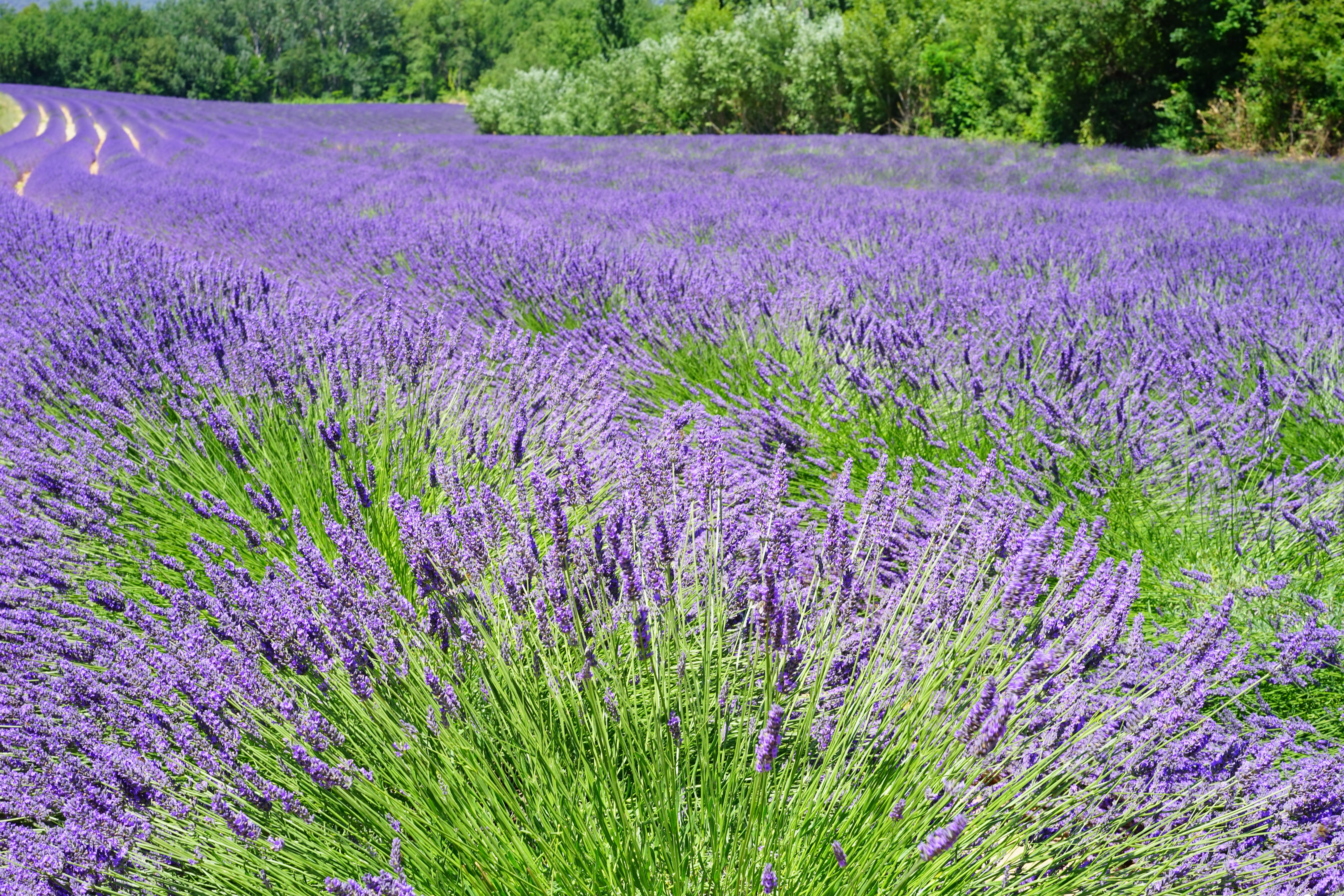 land, cottage garden, floral, fragrant, 5K, landscape, narrow leaf lavender, summer, lavandula angustifolia, scented plant, summer flowers, day, lavendula, HD Wallpaper