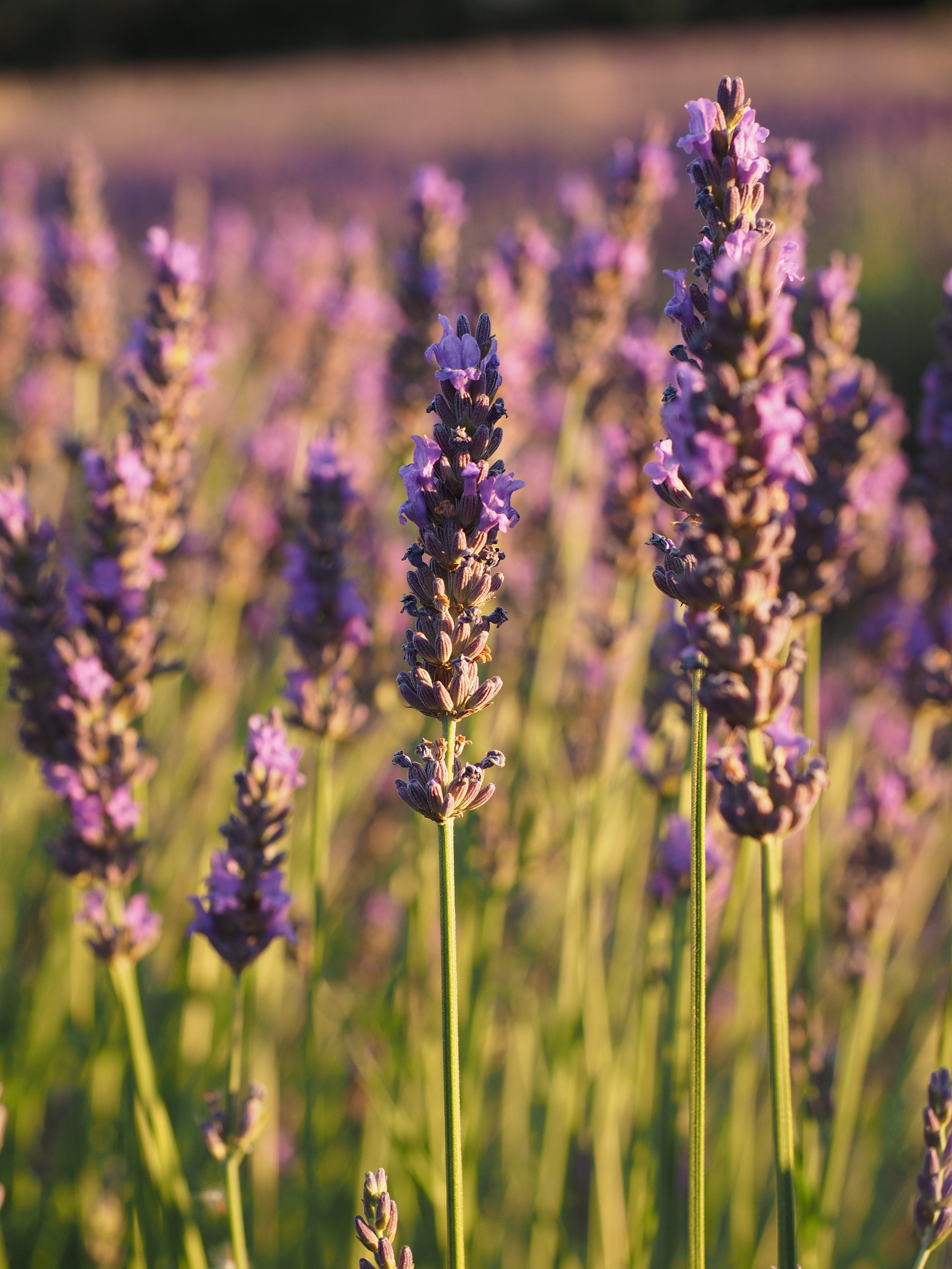 beauty in nature, freshness, evening sun, lavender colored, lavender flowers, true lavender, lavender field, flowering plant, pollination, crop, no people, Phone HD Wallpaper