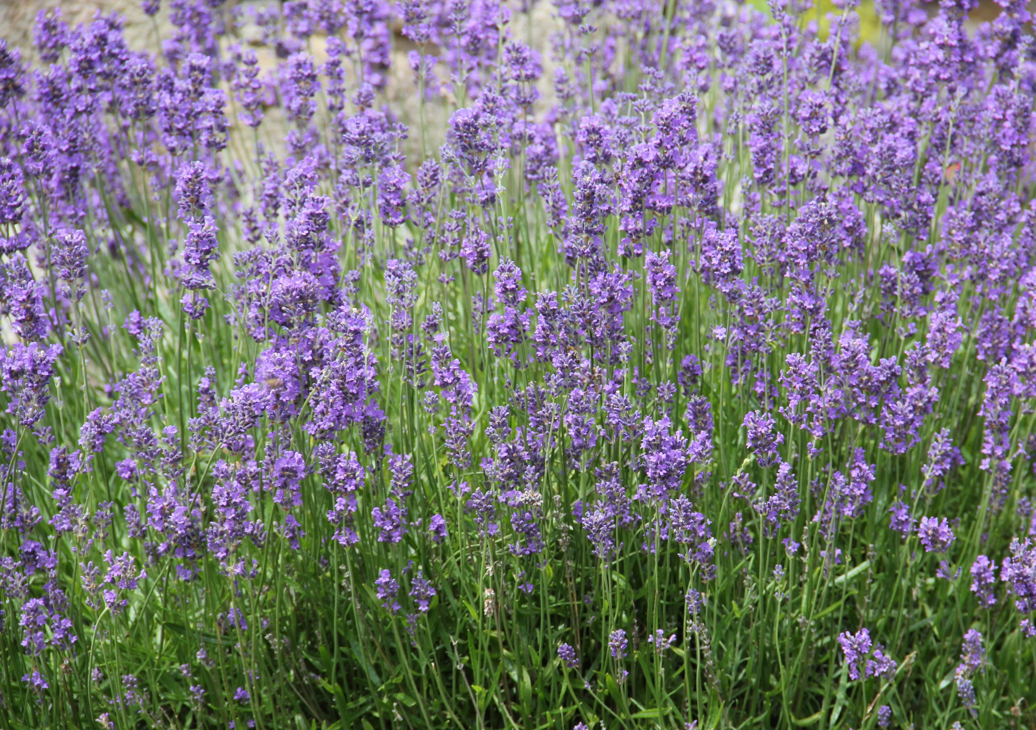 lavender colored, purple, summer flower, lavender field, flora, day, land, flowering plant, violet, time of year, lavandula, beauty in nature, growth, springtime, HD Wallpaper