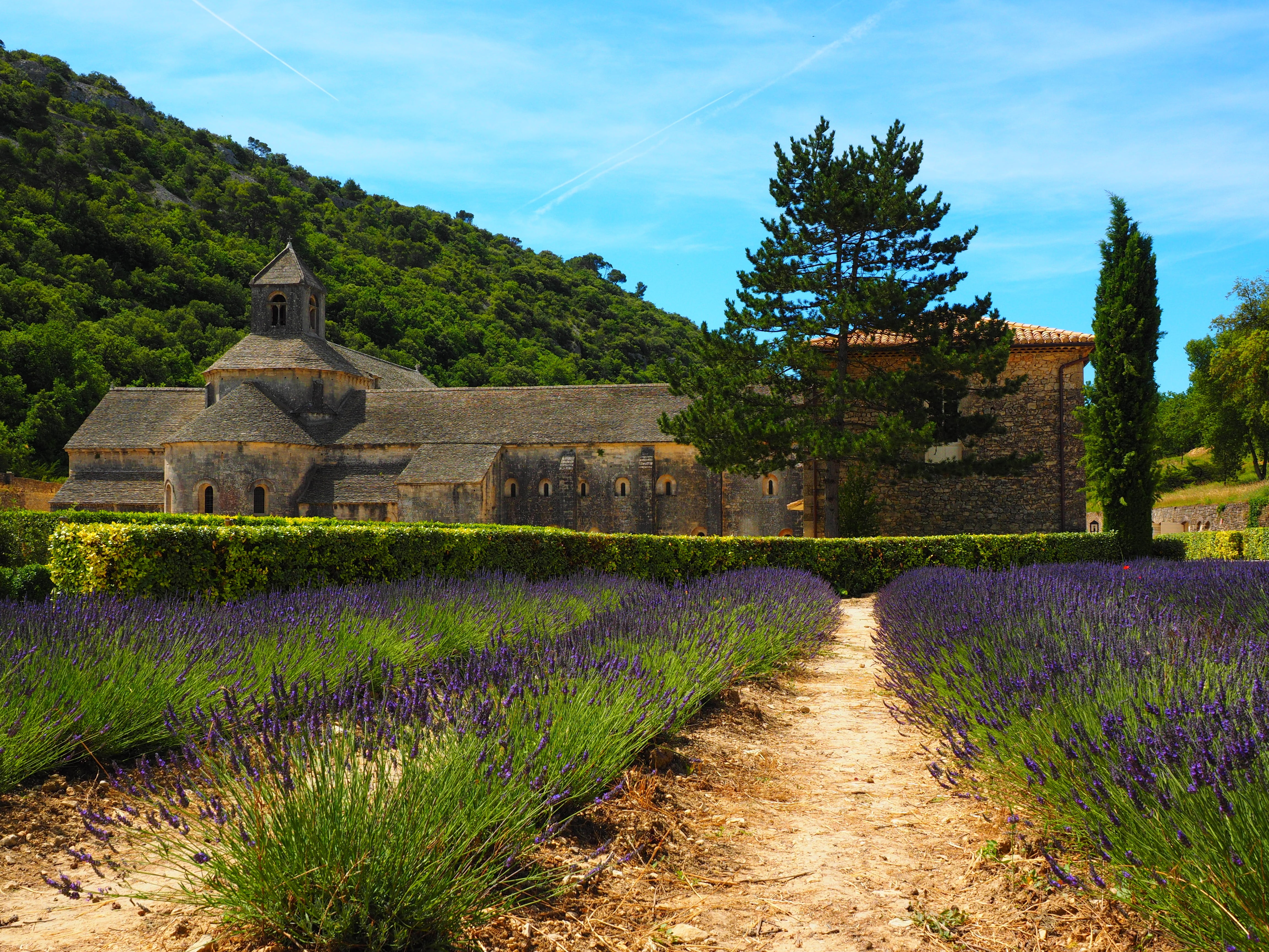 lavender cultivation, meadow, place of worship, tree, flower, lavender flowers, nature, aroma, wildblue, true lavender, lavendula, growth, lavender blossom, HD Wallpaper
