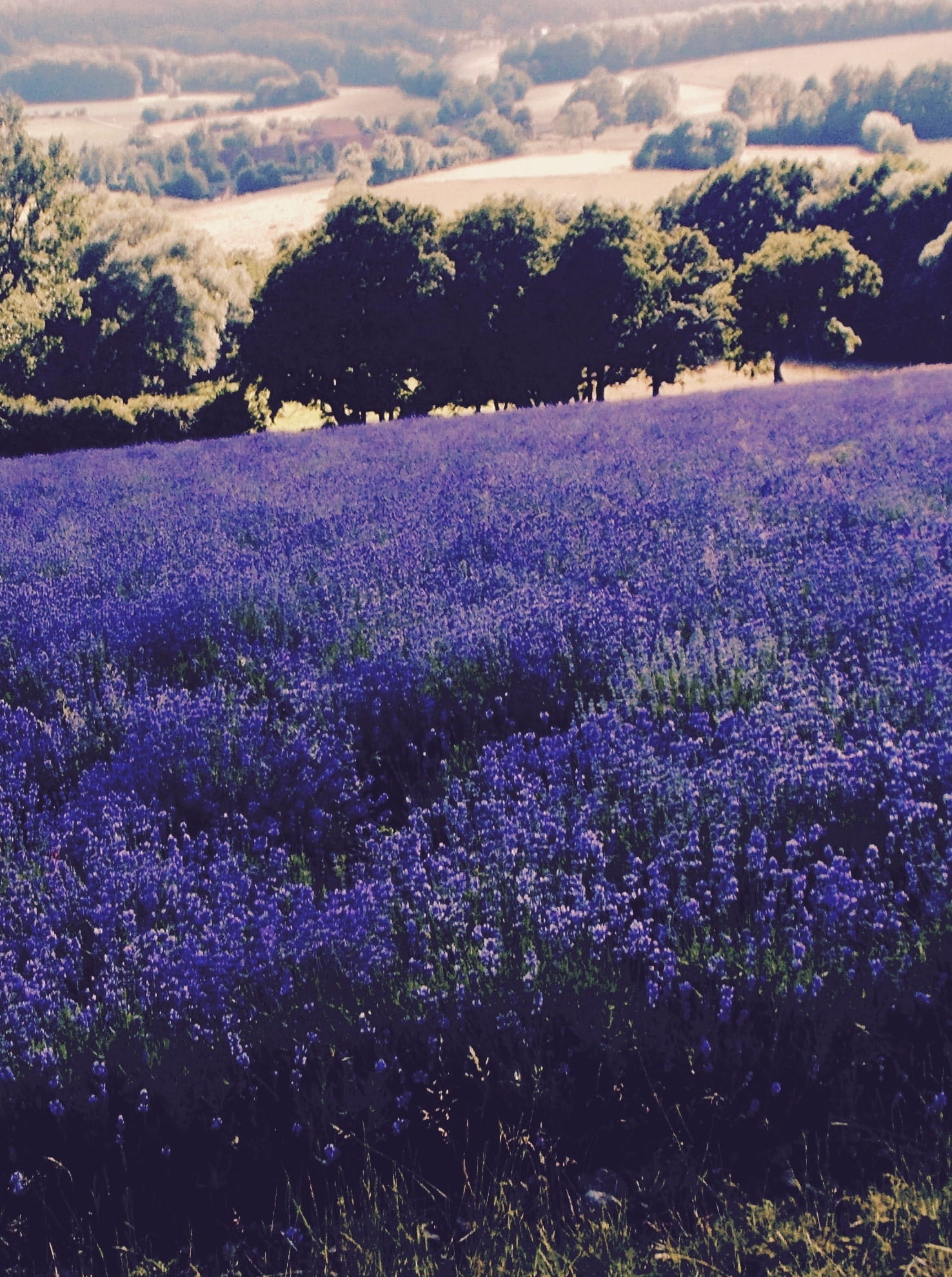 land, plant, growth, lip, fragrance, lavandula officinalis, lavender cultivation, flower, detmold, Field, nature, lavandula angustifolia, fragility, lavender flowers, Phone HD Wallpaper