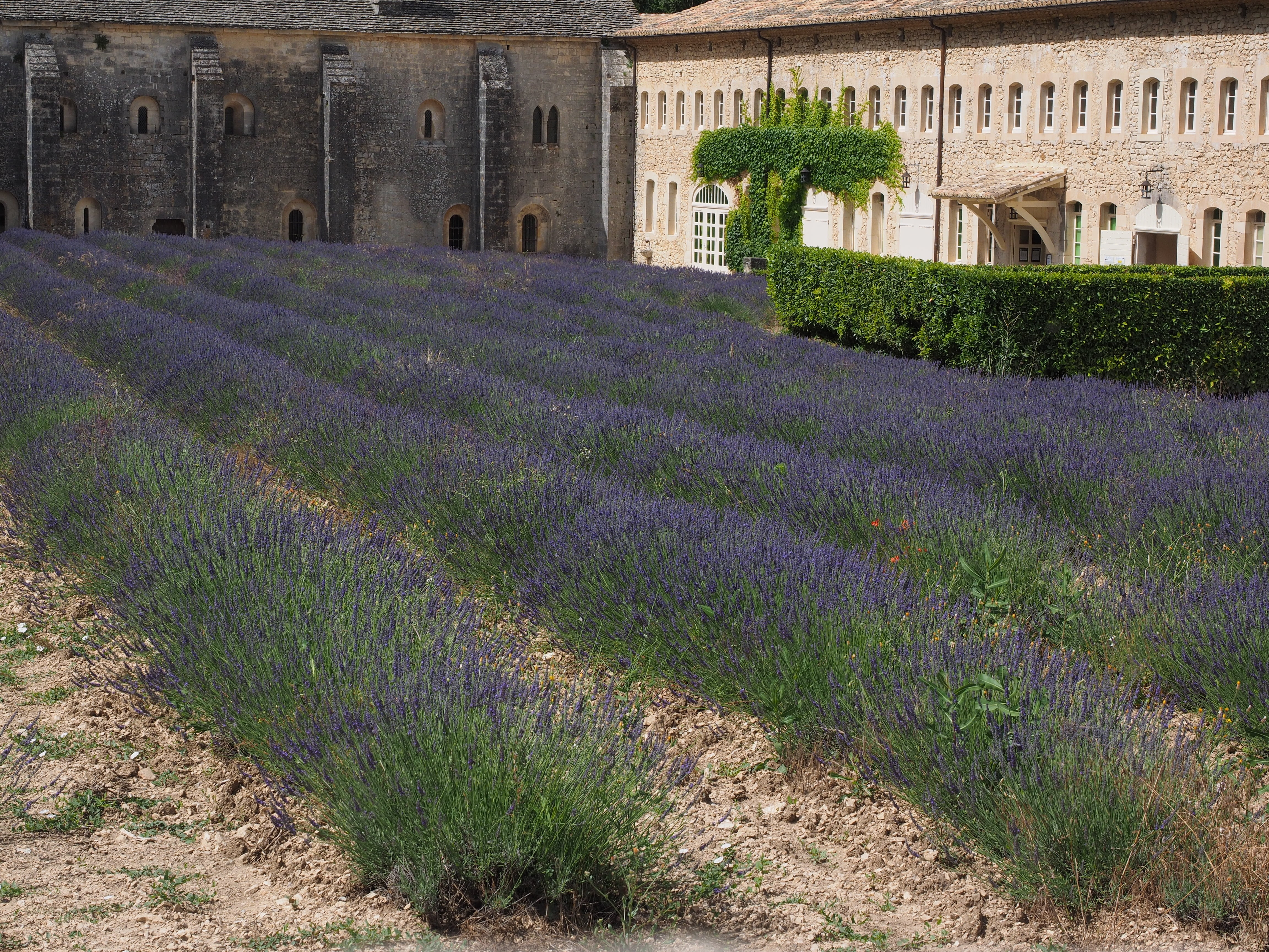 flower, land, bed, sénanque abbey, no people, gordes, medicinal plant, true lavender, flowering plant, growth, zisterzienser, the past, herbs, garden, architecture, HD Wallpaper