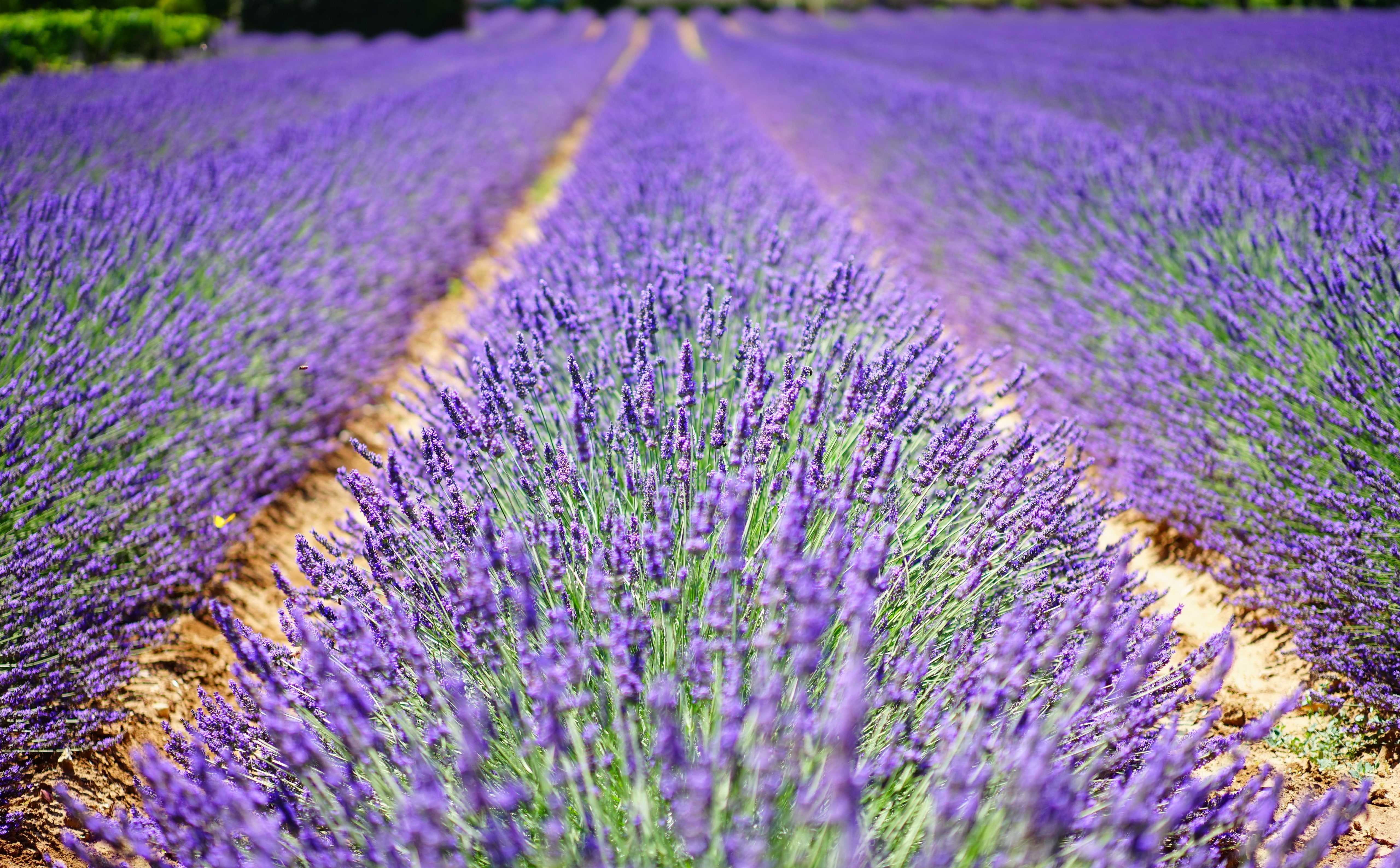 Lavender, Fragrance, botany, Field, land, Agriculture, French, outdoors, Blooming, bed, EnglishLavender, flora, homeopathy, provence, lamiaceae, lavandulaangustifolia, HD Wallpaper