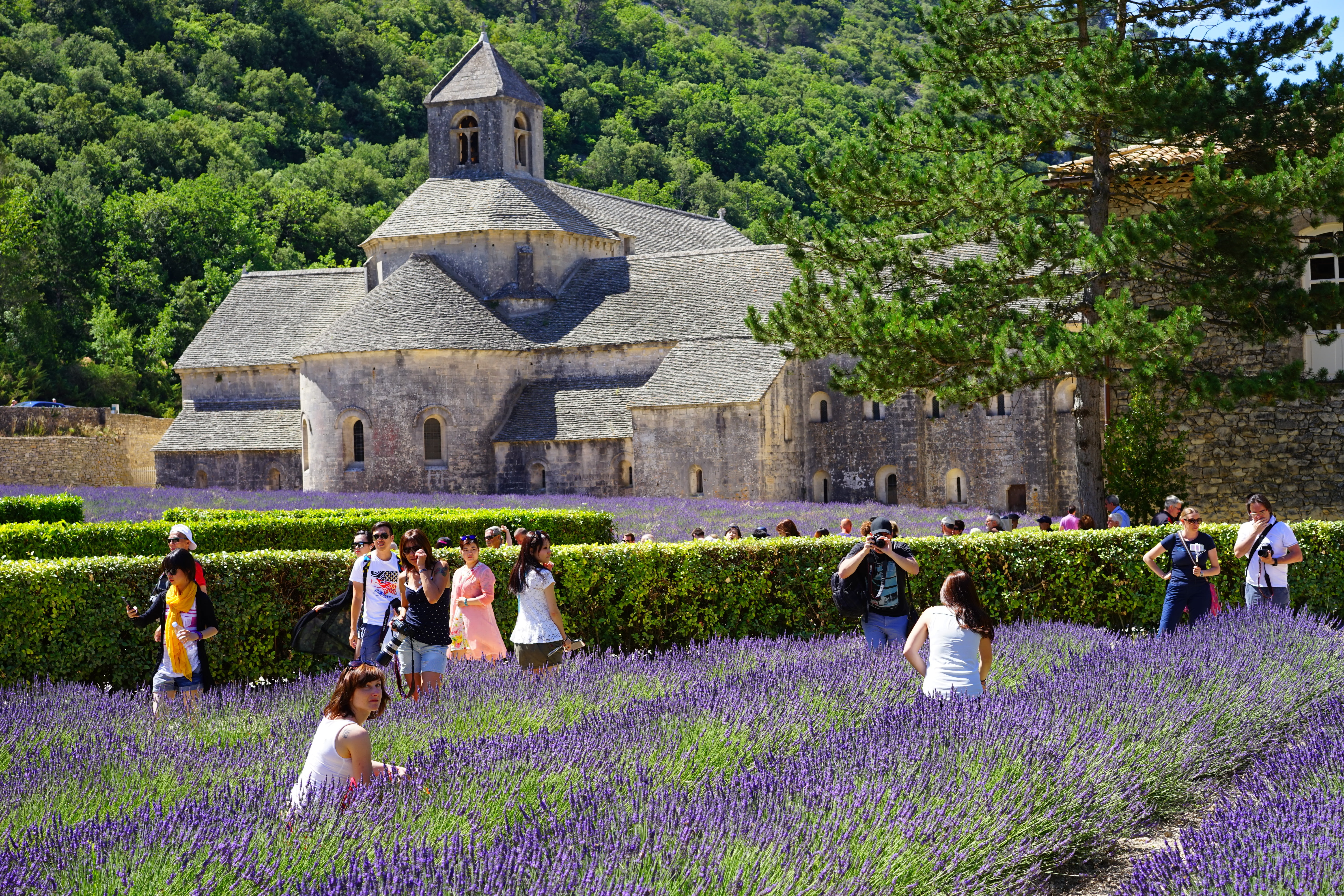 fragrant, spirituality, fragrance, flora, narrow leaf lavender, men, aromatic, gordes, personal, cultures, group of people, europe, lavandula officinalis, HD Wallpaper