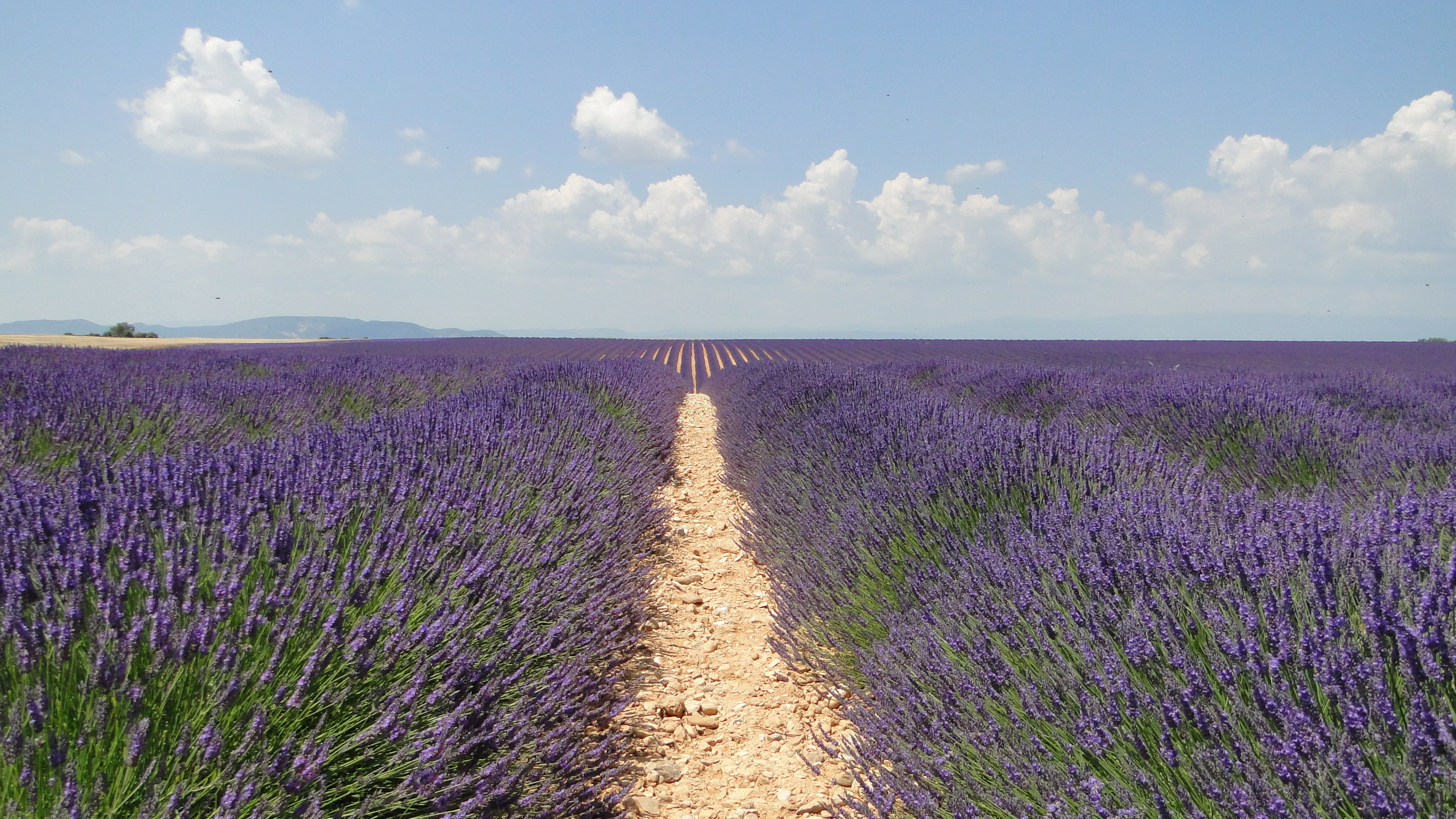 plant, purple, land, 2K, flower, outdoors, scenics, tranquility, photography, growth, scenics - nature, valensole, landscape, field, bed, cloud - sky, HD Wallpaper