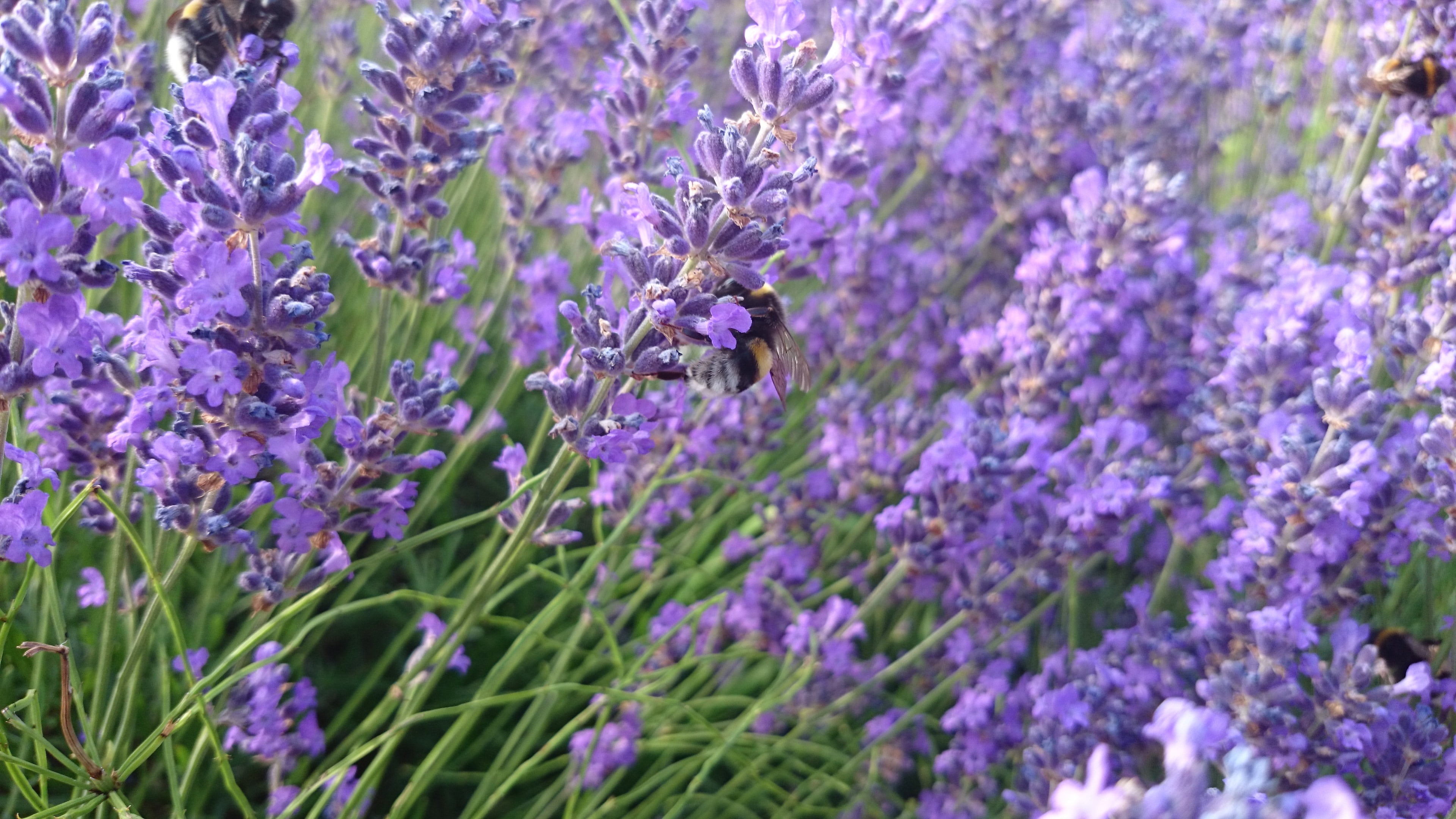 decorative, lavendula, scented plant, inflorescence, lavender colored, vulnerability, lavender meadow, blossom, flora, wing, wildblue, flower head, wild flower, HD Wallpaper