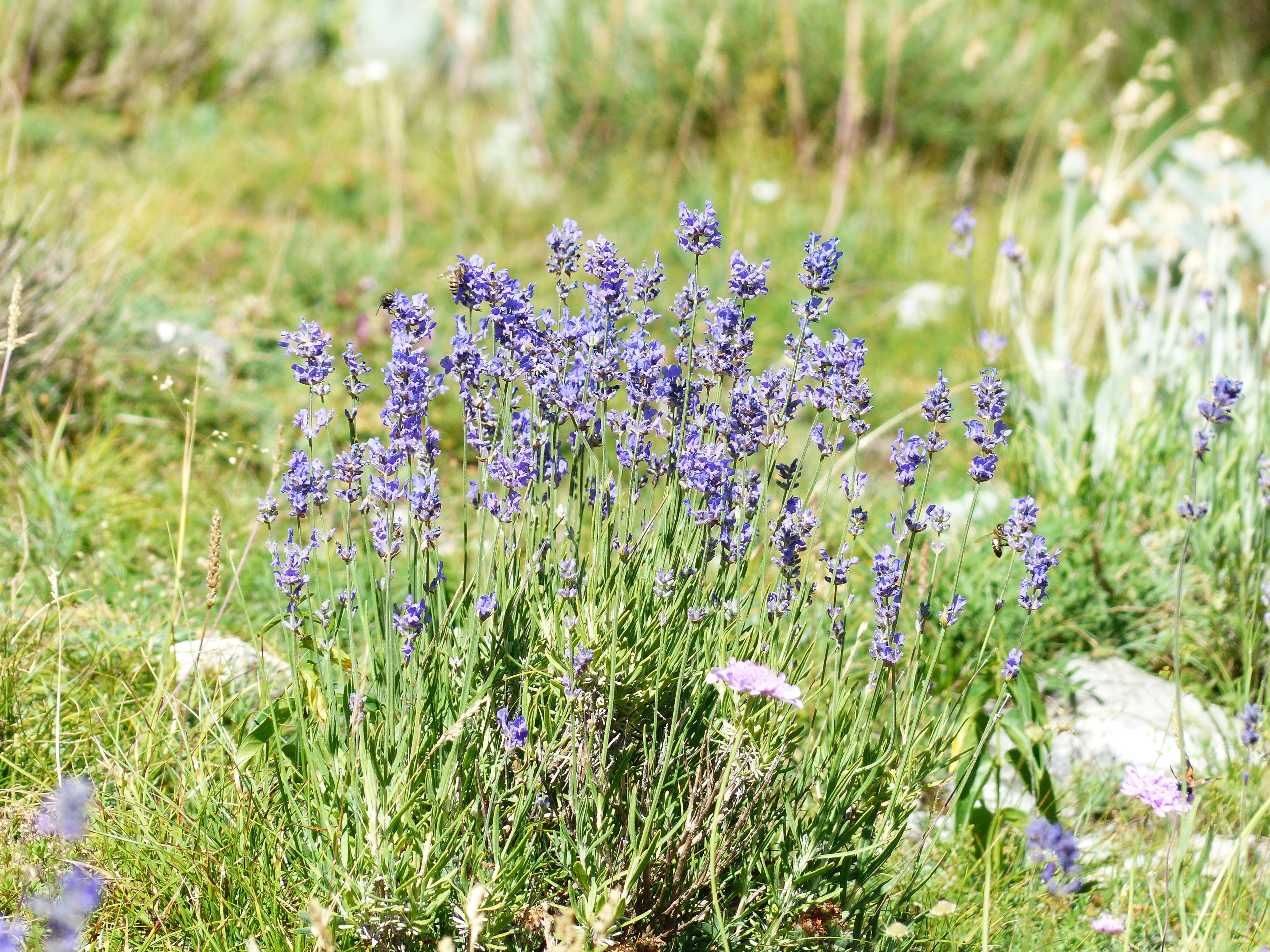 beauty in nature, lavandula angustifolia, focus on foreground, no people, land, flower, medicinal plant, true lavender, tranquility, flower head, springtime, HD Wallpaper
