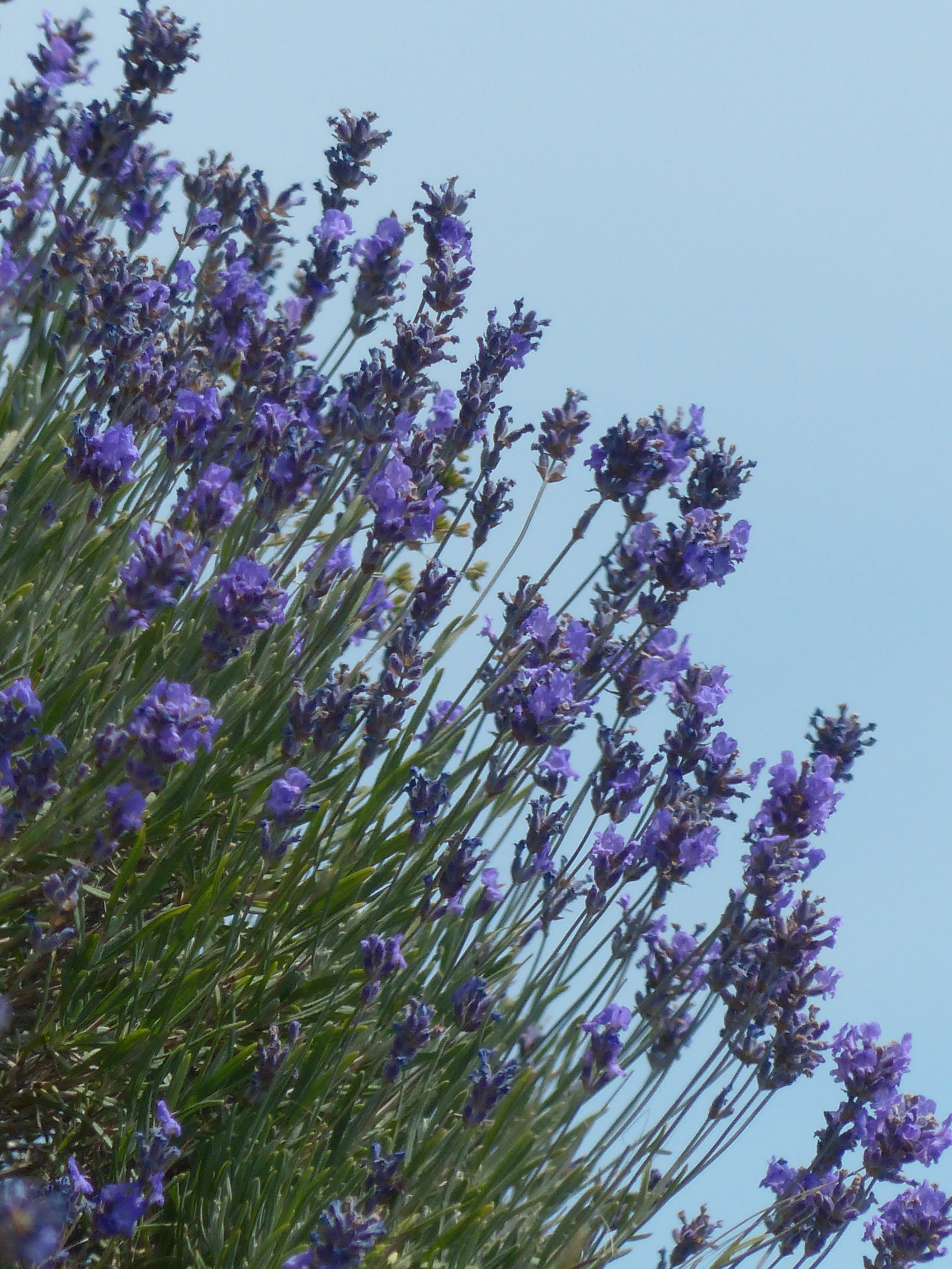 vulnerability, day, tranquility, true lavender, lavandula angustifolia, clear sky, no people, crop, flowering plant, plant, flowers, fragility, smell, low angle view, Phone HD Wallpaper