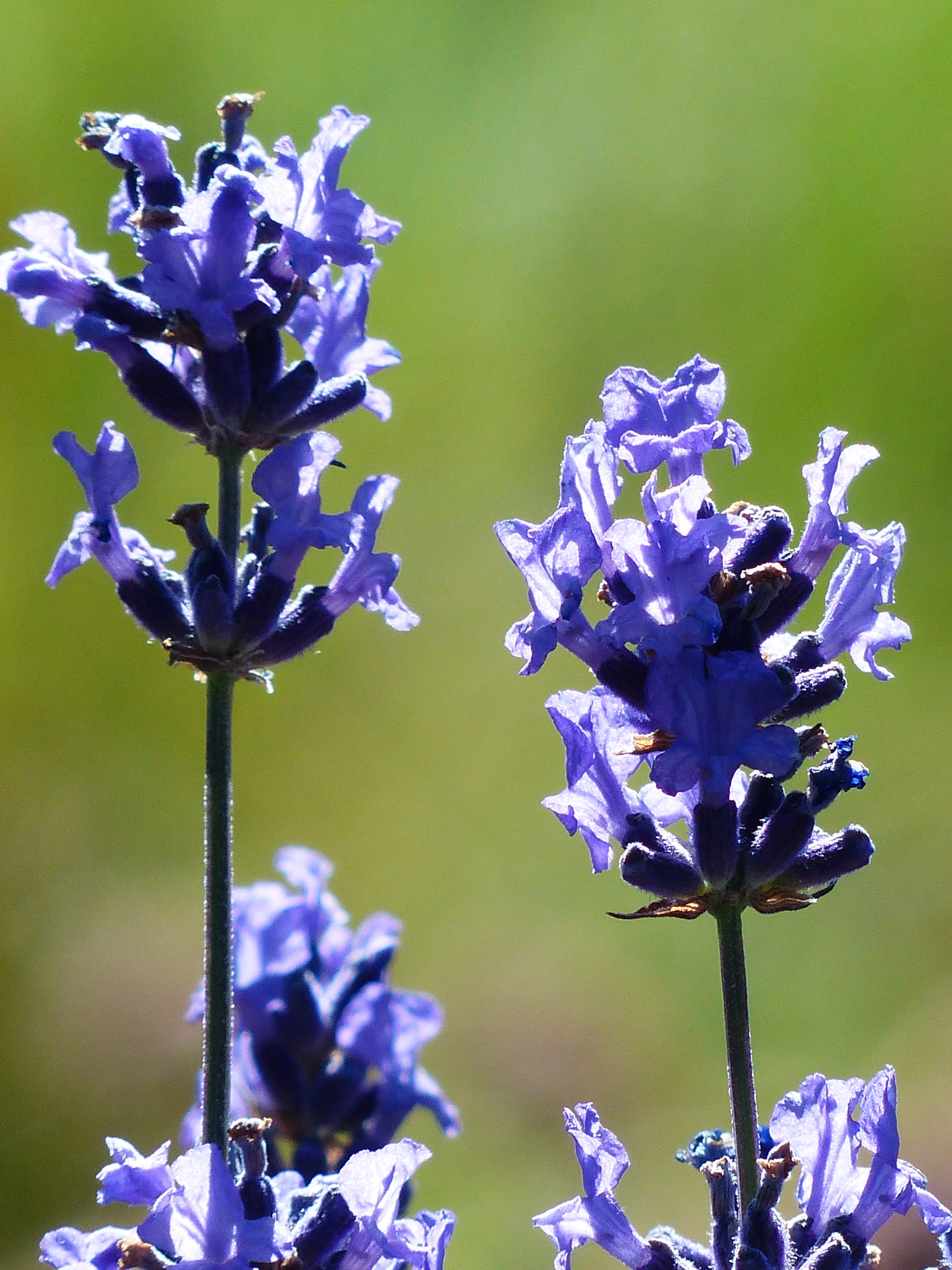 narrow leaf lavender, medicinal plant, summer, smell, nature photography, true lavender, plant stem, petal, freshness, outdoors, inflorescence, springtime, Phone HD Wallpaper
