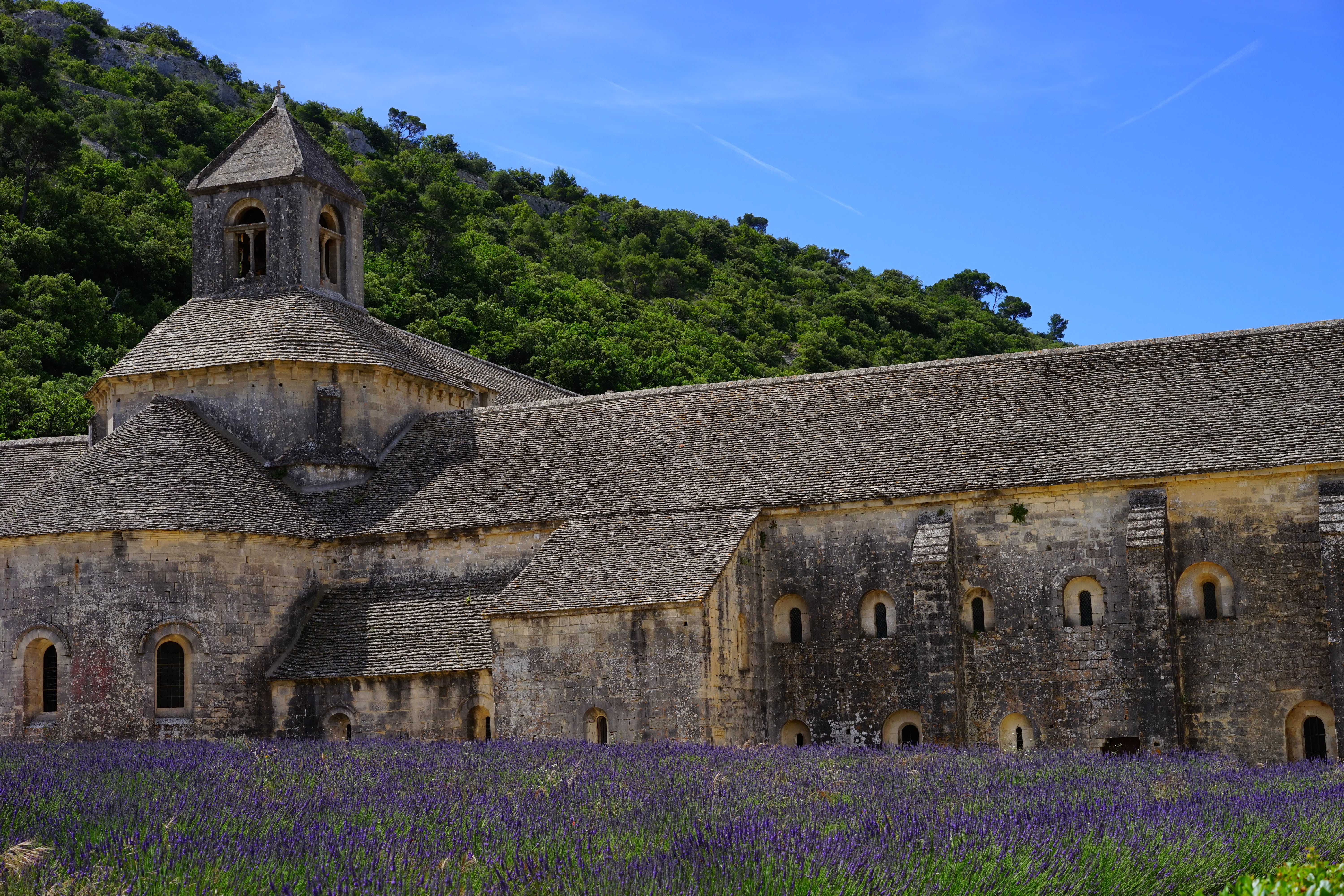 monastery, fragrance, garden flowers, bistum avignon, cistercian monks, flora, lavandula vera, herb, decorative, gordes, abbey, lavender blossom, nature, HD Wallpaper