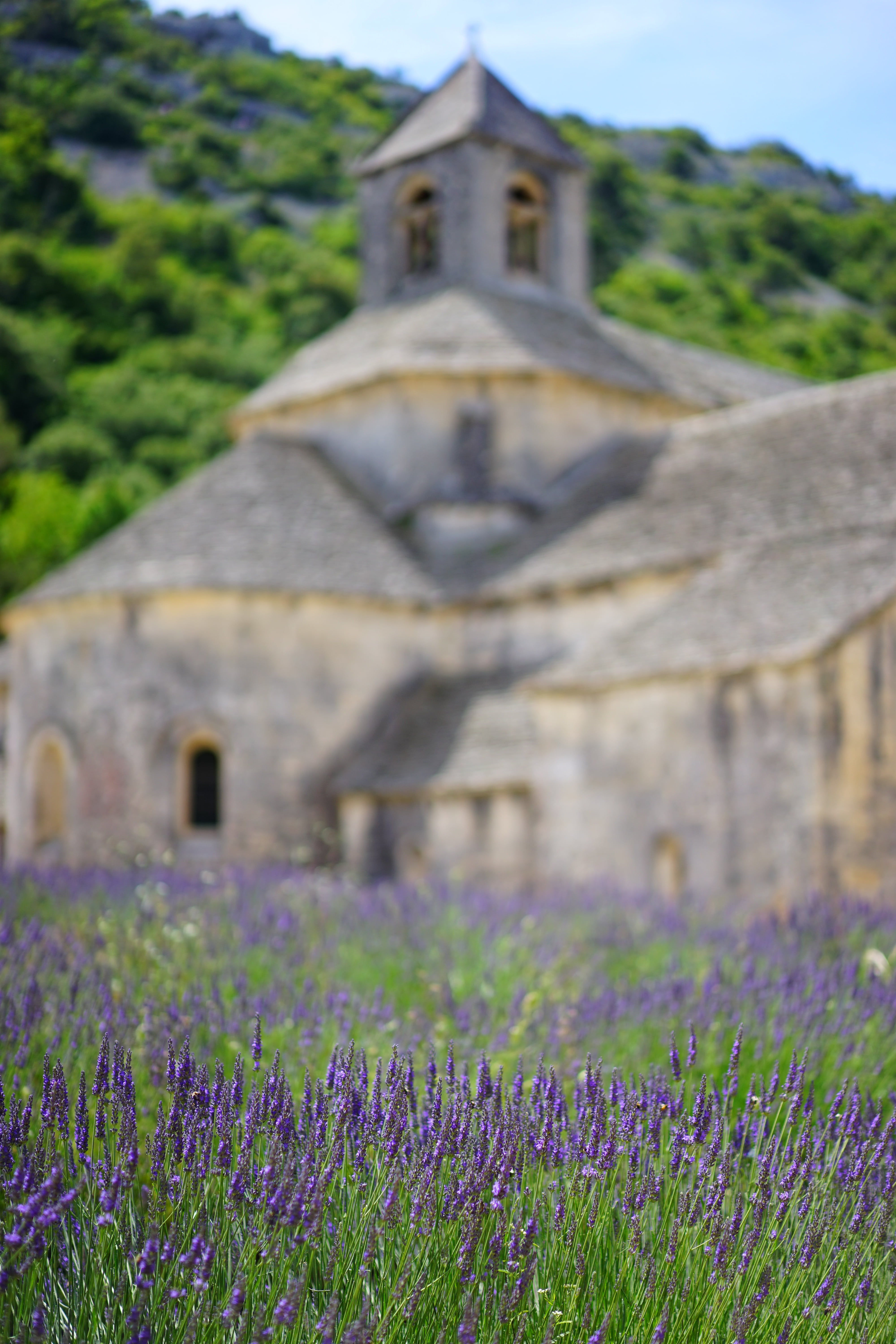 narrow leaf lavender, summer, place of worship, cistercian monks, lamiaceae, flower, herbs, abbaye de sénanque, land, wild plant, garden, 5K, building, Phone HD Wallpaper