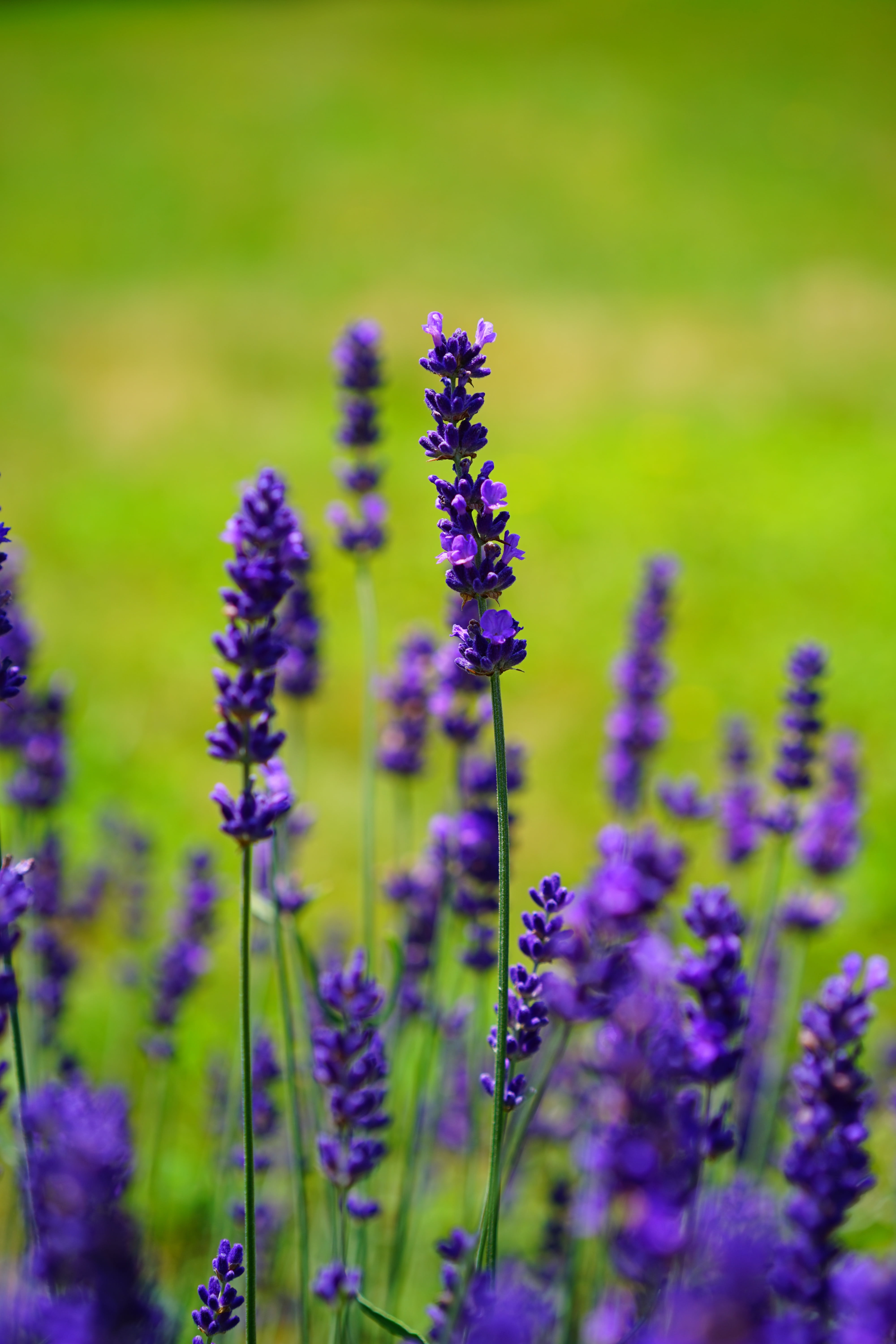flowers, flowering plant, no people, purple, violet, plant stem, ornamental plant, outdoors, flower, lavandula vera, selective focus, flower head, medicinal flower, Phone HD Wallpaper