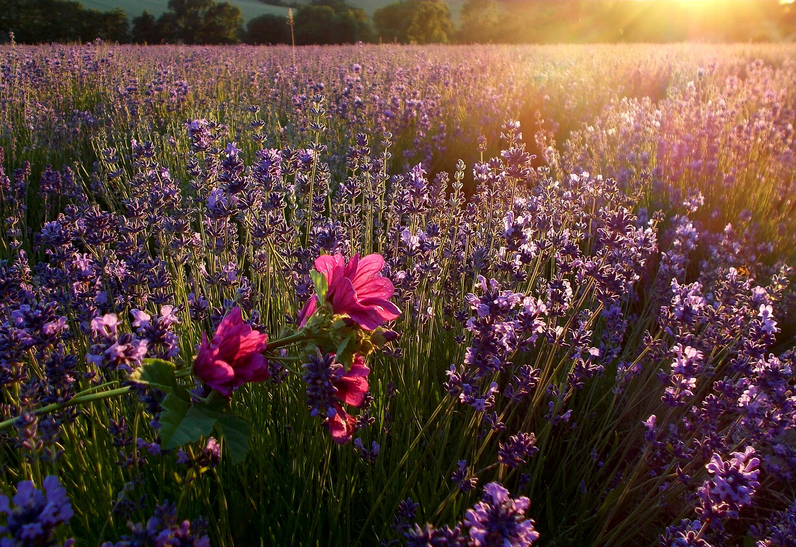 plant, evening sun, abendstimmung, 2K, sunset, laminaceae, flowers, no people, purple, lavandula officinalis, mallow, violet, detmold, sky, perfume, land, HD Wallpaper