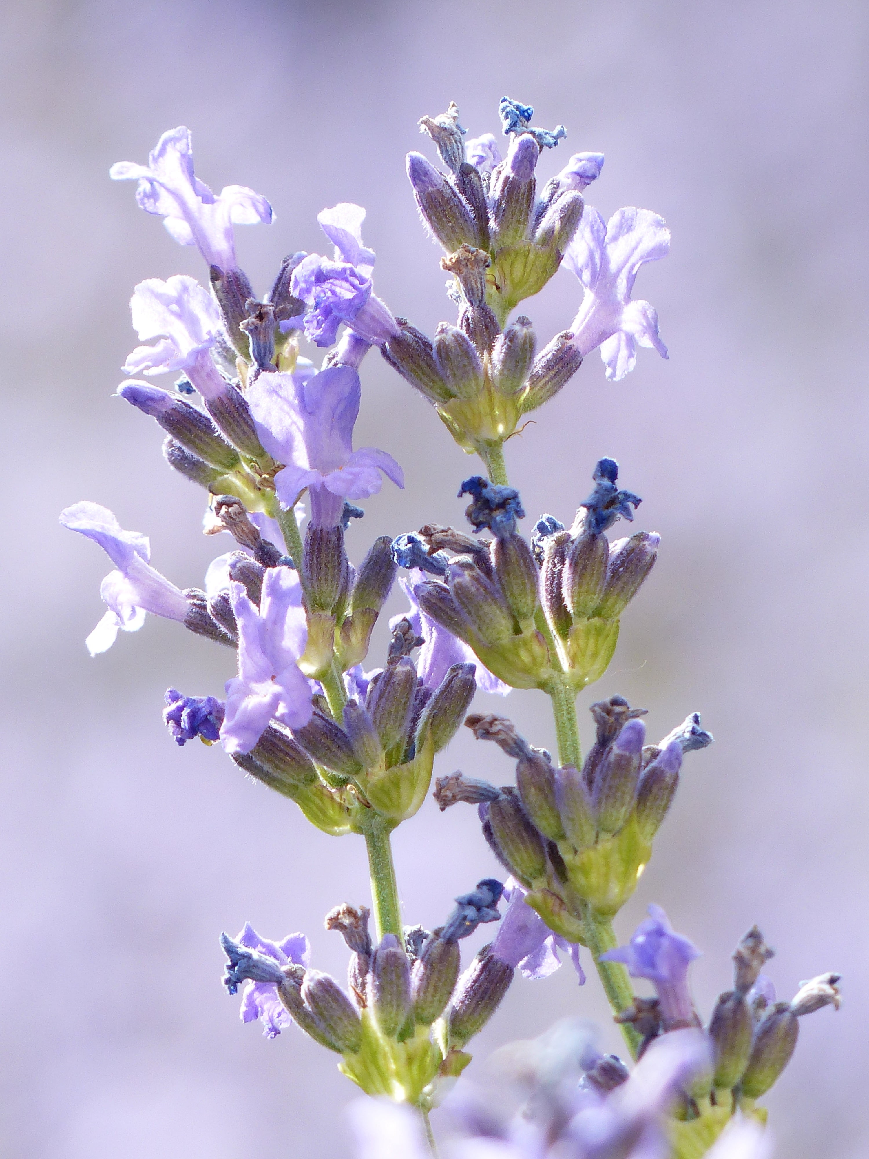 vulnerability, growth, lavender flowers, lavandula, botany, freshness, true lavender, lavandula officinalis, violet, lavandula vera, fragility, lamiaceae, Phone HD Wallpaper