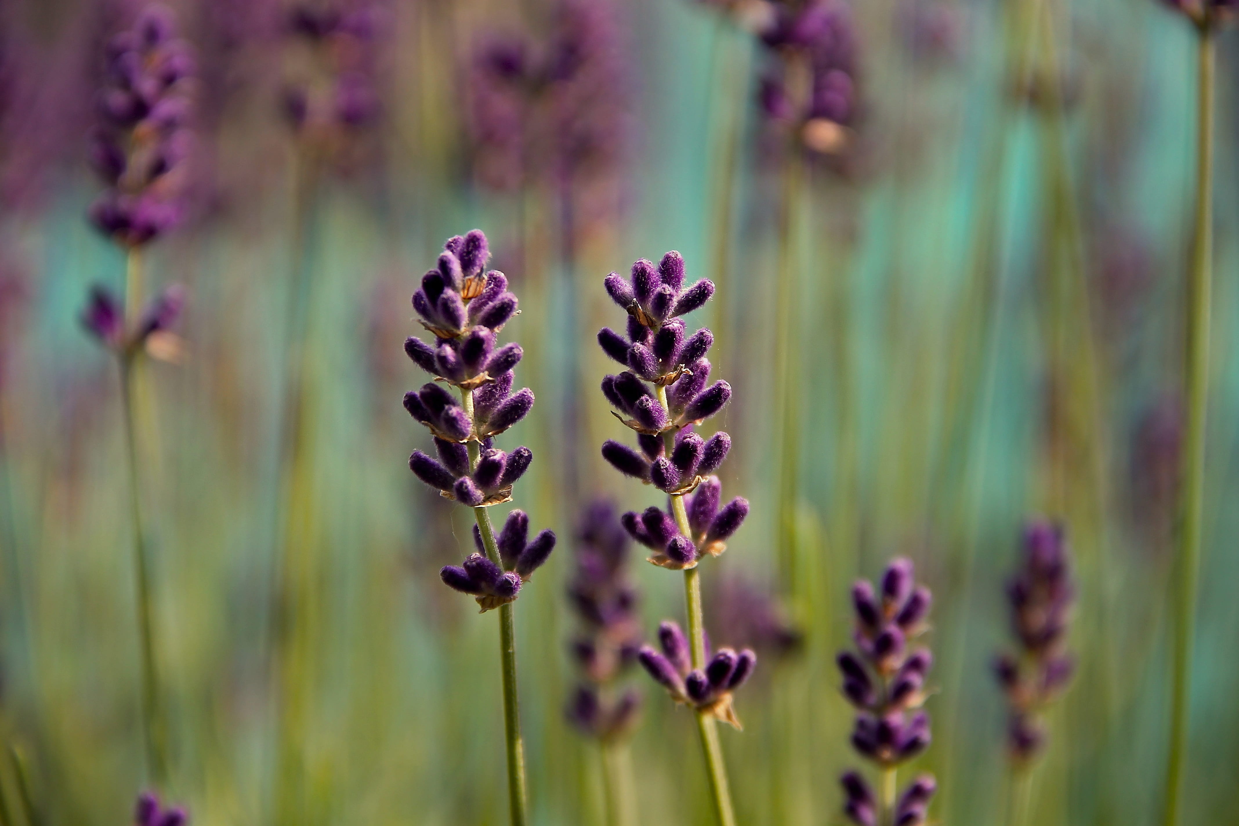 beauty in nature, flowering plant, ornamental plant, flowers, lavender flowers, lavandula officinalis, nature, lavandula, plant, day, flower, blooming lavender, HD Wallpaper