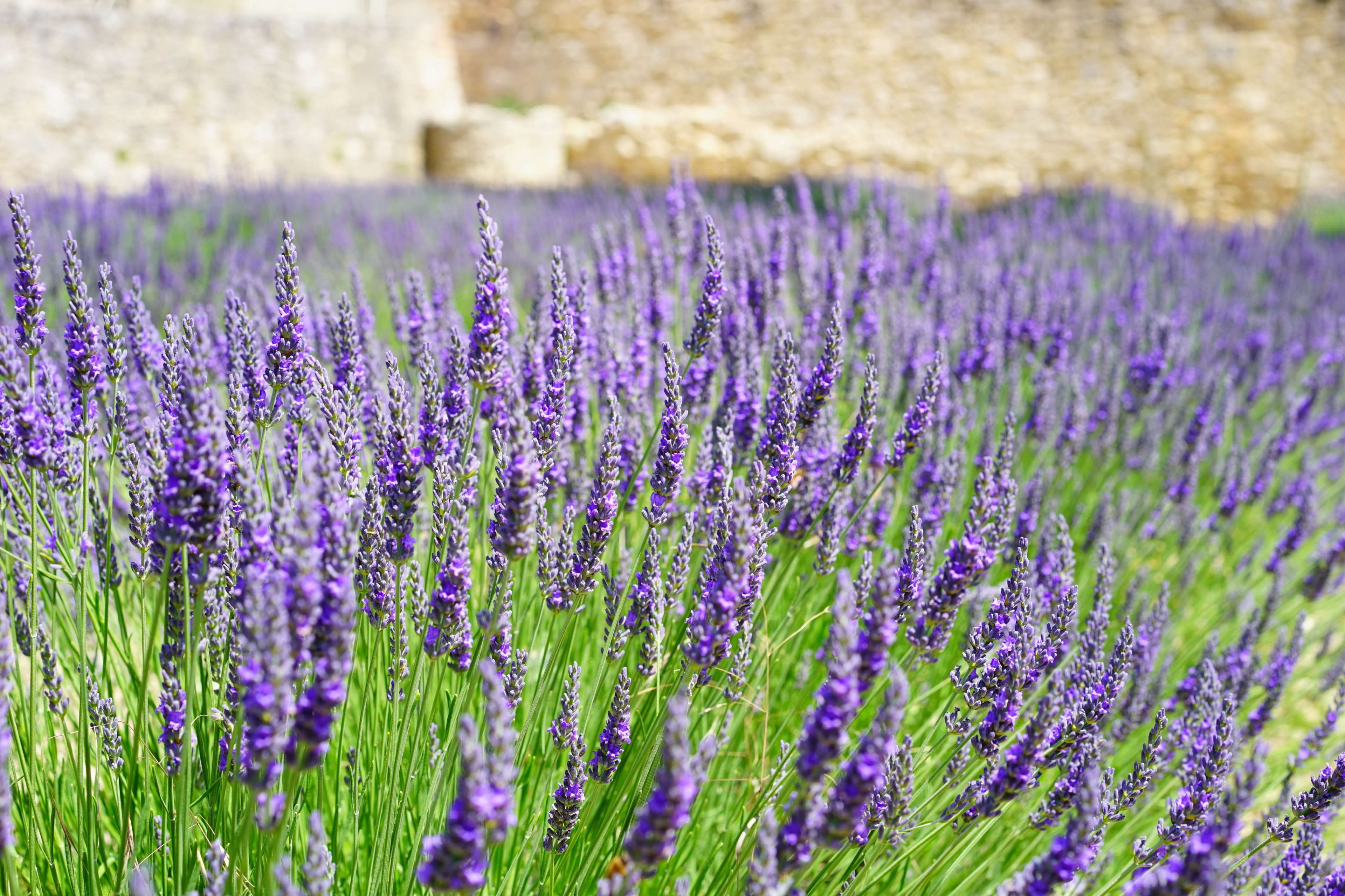 outdoors, petals, beauty in nature, growth, flowering plant, 4K, plants, lavandula angustifolia, tranquility, nature, vulnerability, selective focus, lavandula officinalis, HD Wallpaper