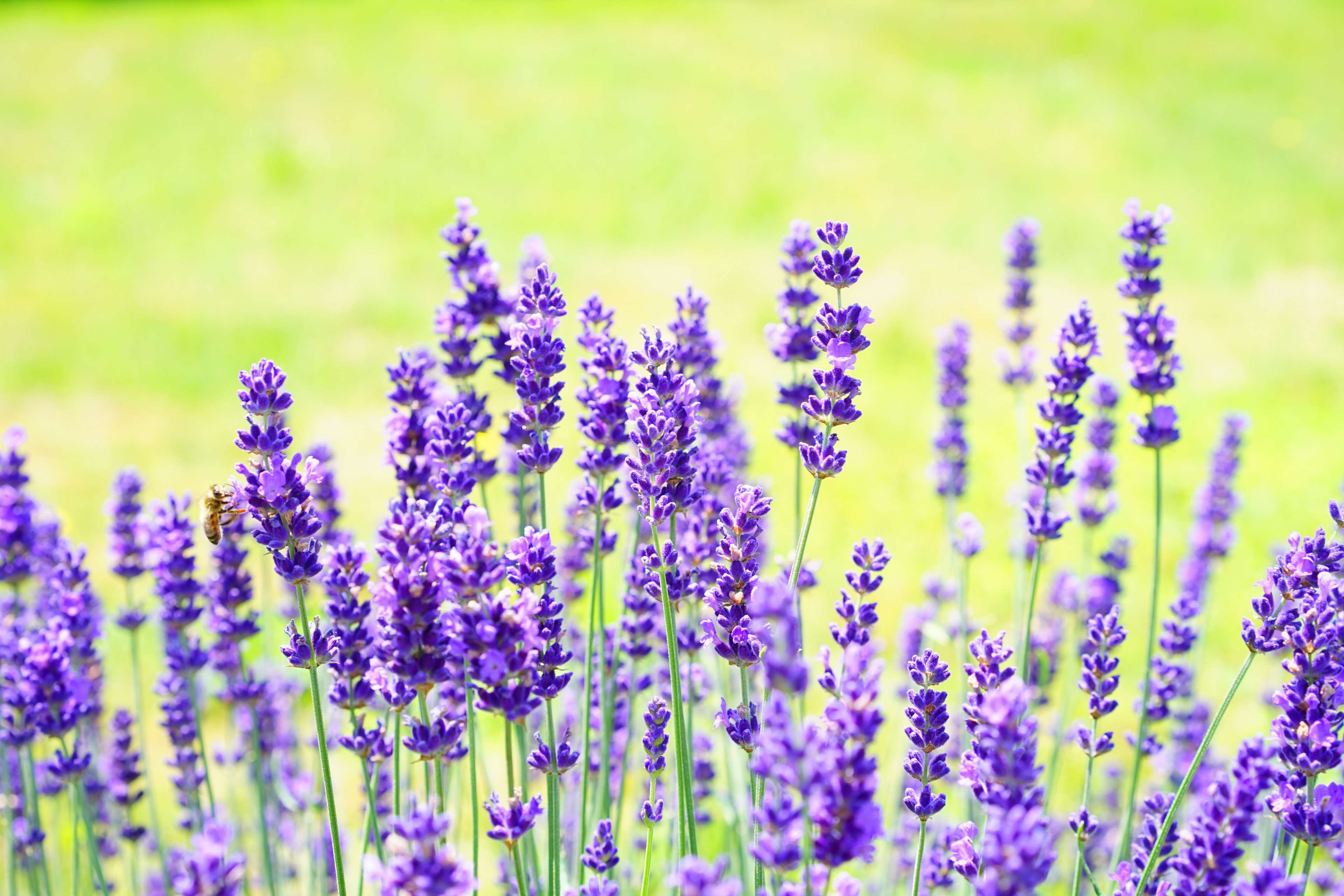 garden lavender, flowering plant, field, selective focus, nature, freshness, 4K, growth, softness, blooming lavender, lavender, fragility, inflorescence, HD Wallpaper