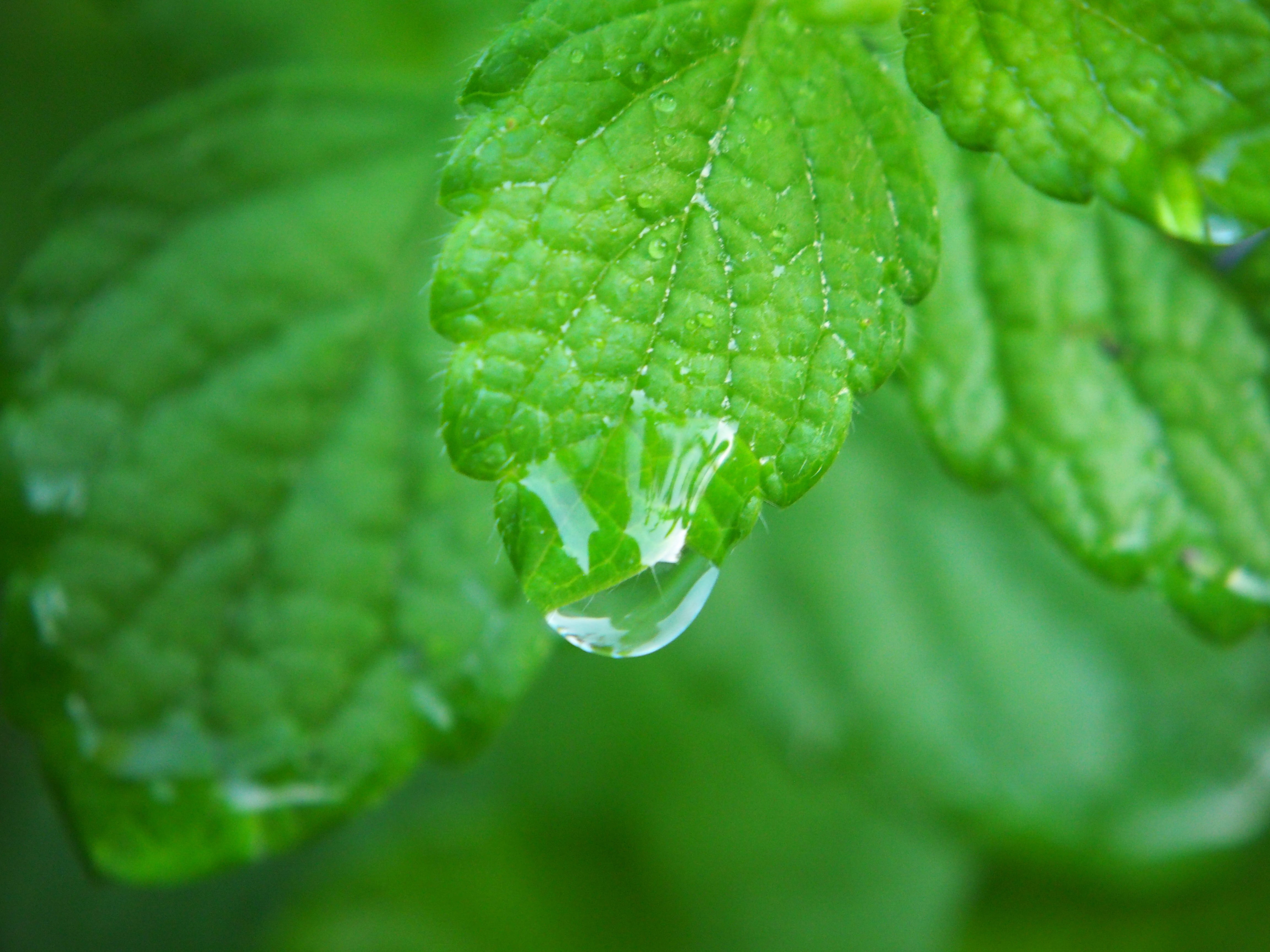 freshness, leaf, green, herb, garden plant, no people, vegetable, beauty in nature, drip, lamiaceae, leaves, medicinal plant, mint leaf - culinary, purity, HD Wallpaper
