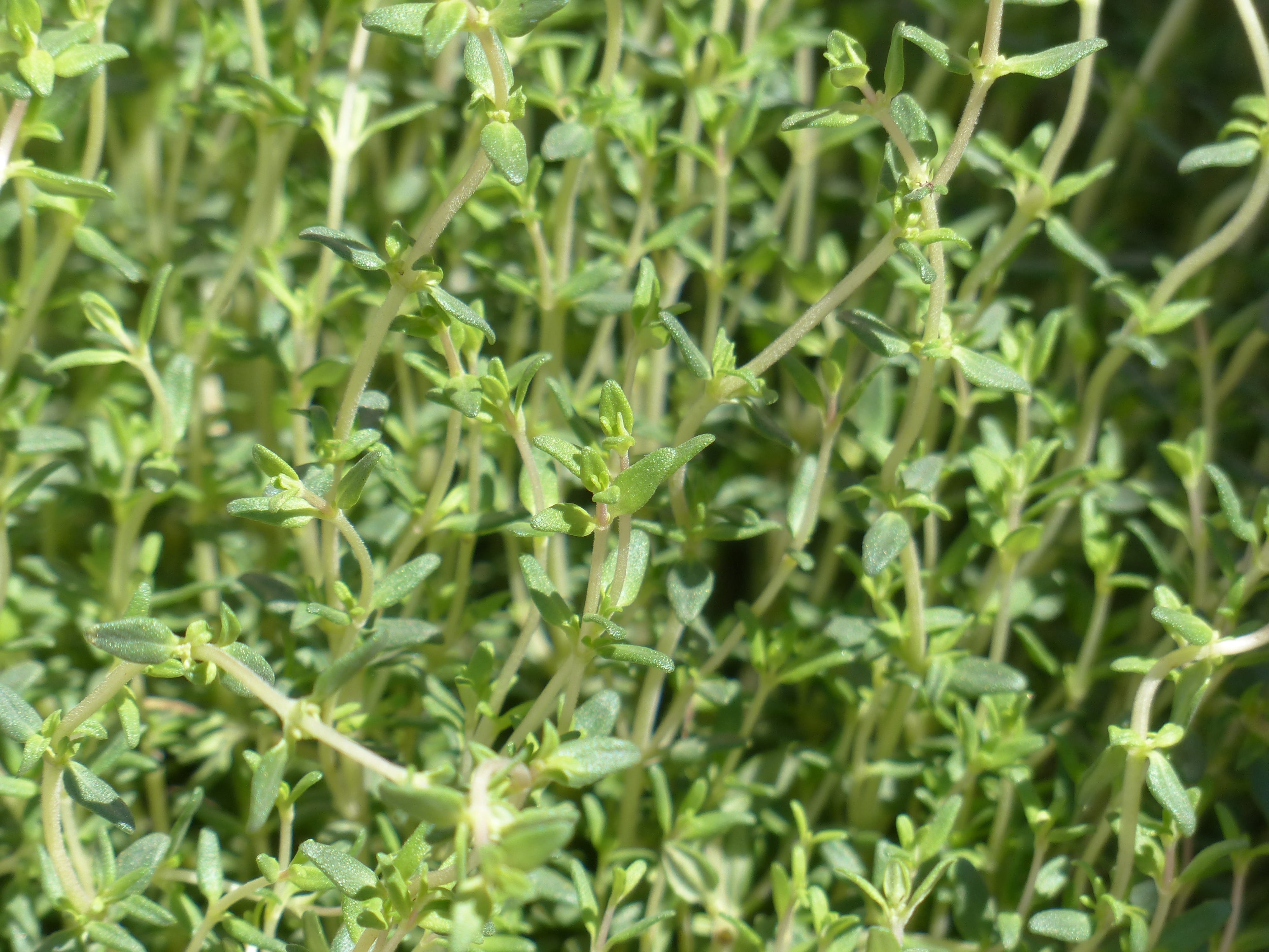 Thyme, field, green, selective focus, spice, nature, plant, beauty in nature, full frame, focus, land, outdoors, lush foliage, vegetable, garden herbs, HD Wallpaper