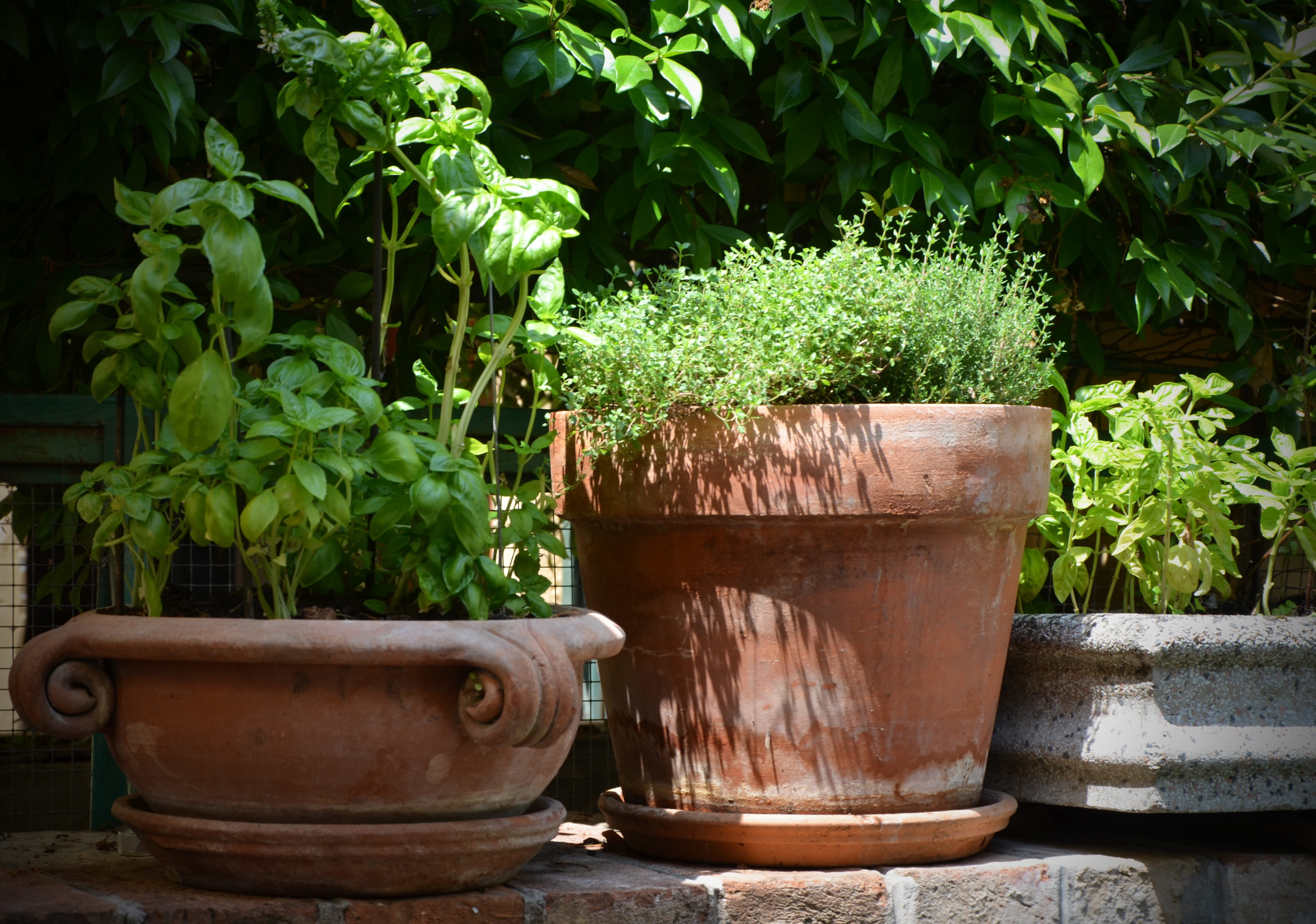 plant part, nature, no people, focus on foreground, wood - material, container, growth, outdoors, leaf, front or back yard, mediterranean cuisine, spice, HD Wallpaper